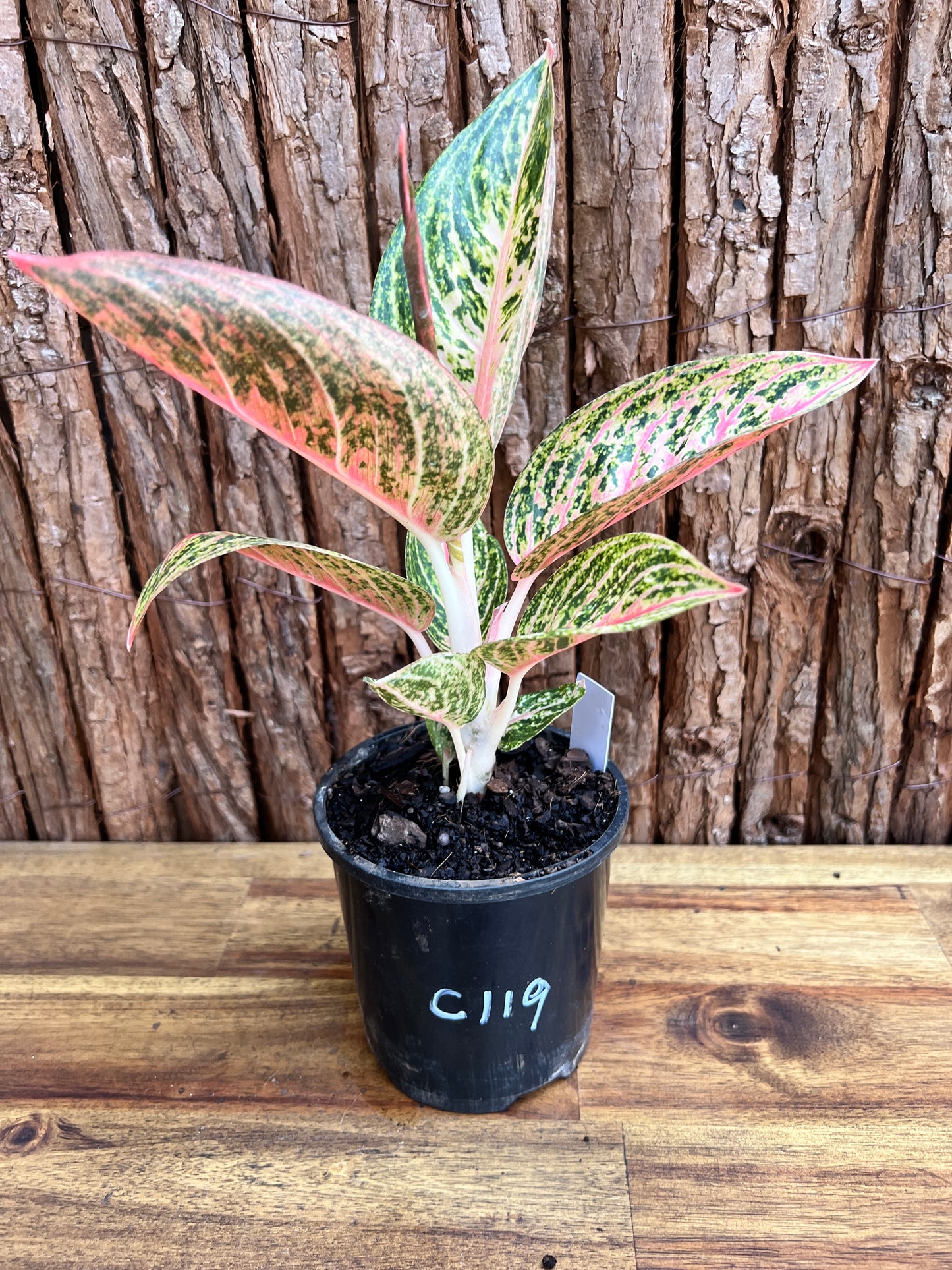 Aglaonema Star Shining C119