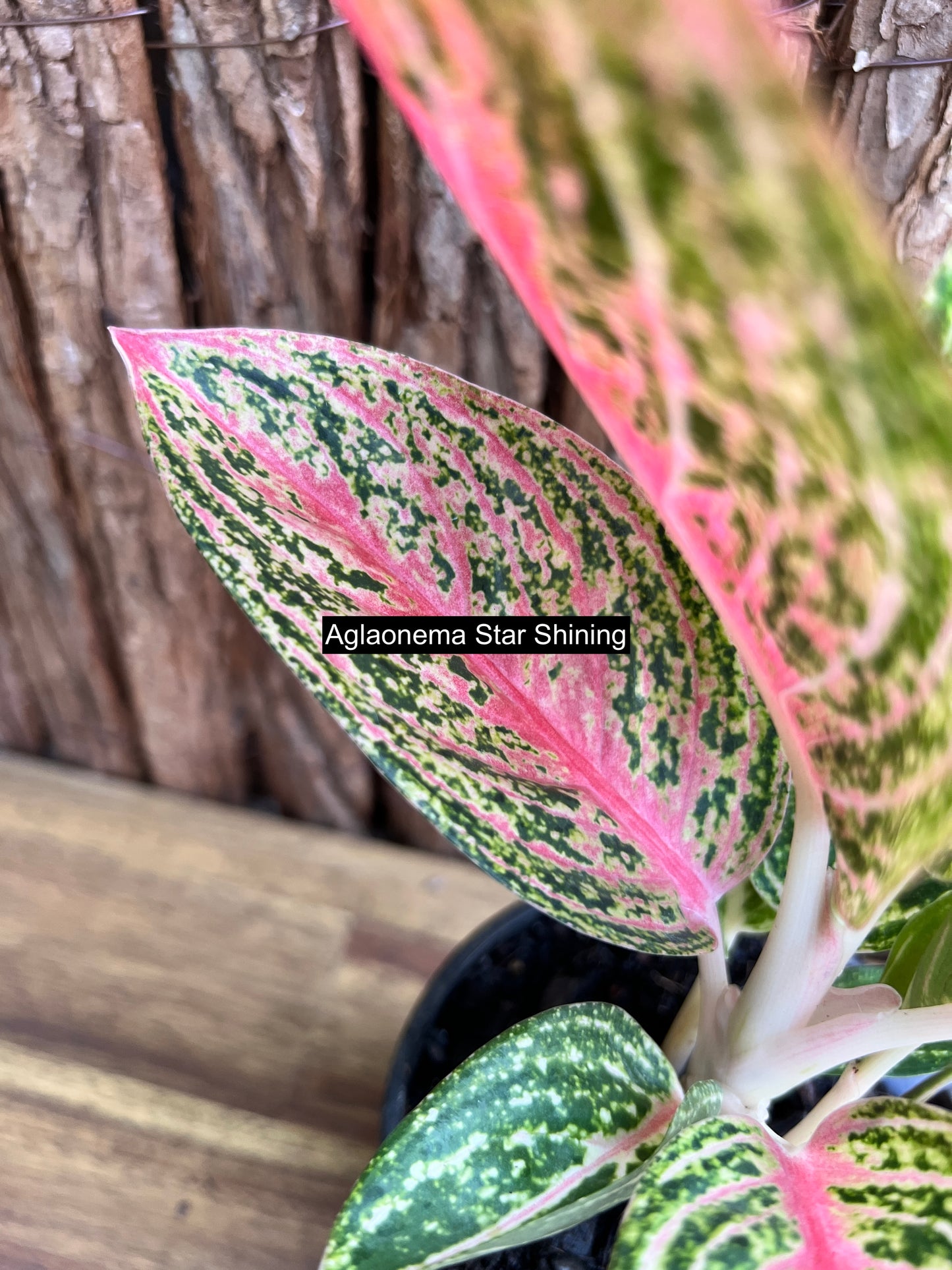 Aglaonema Star Shining C120