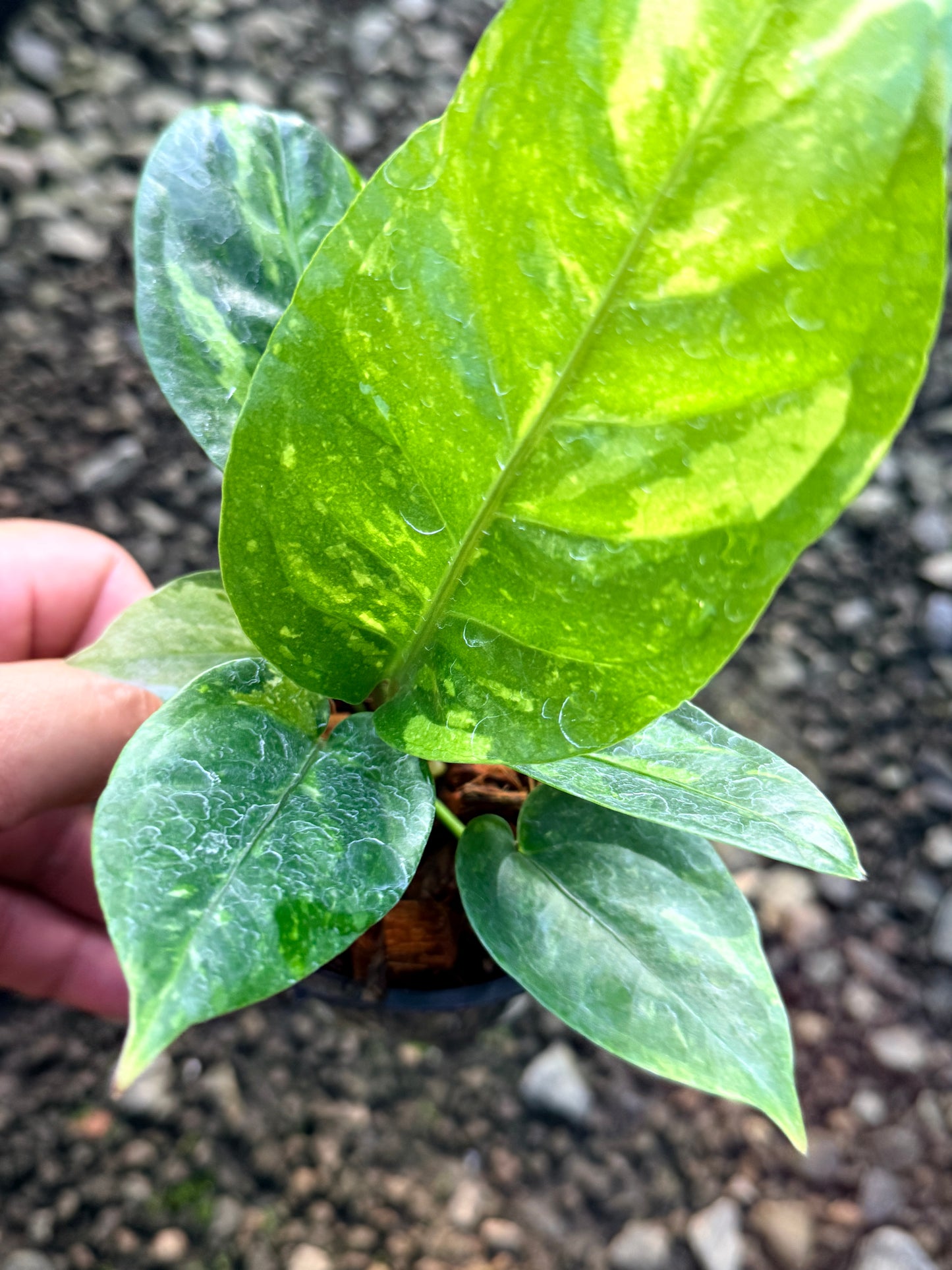 Anthurium Hookeri Variegata No. 3 R23