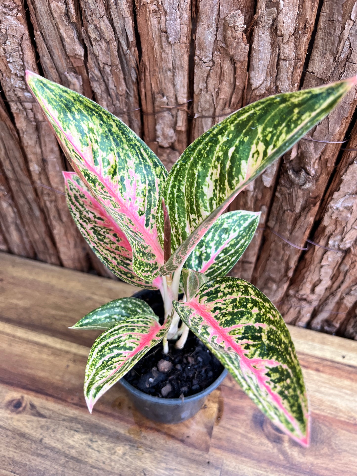 Aglaonema Star Shining C120