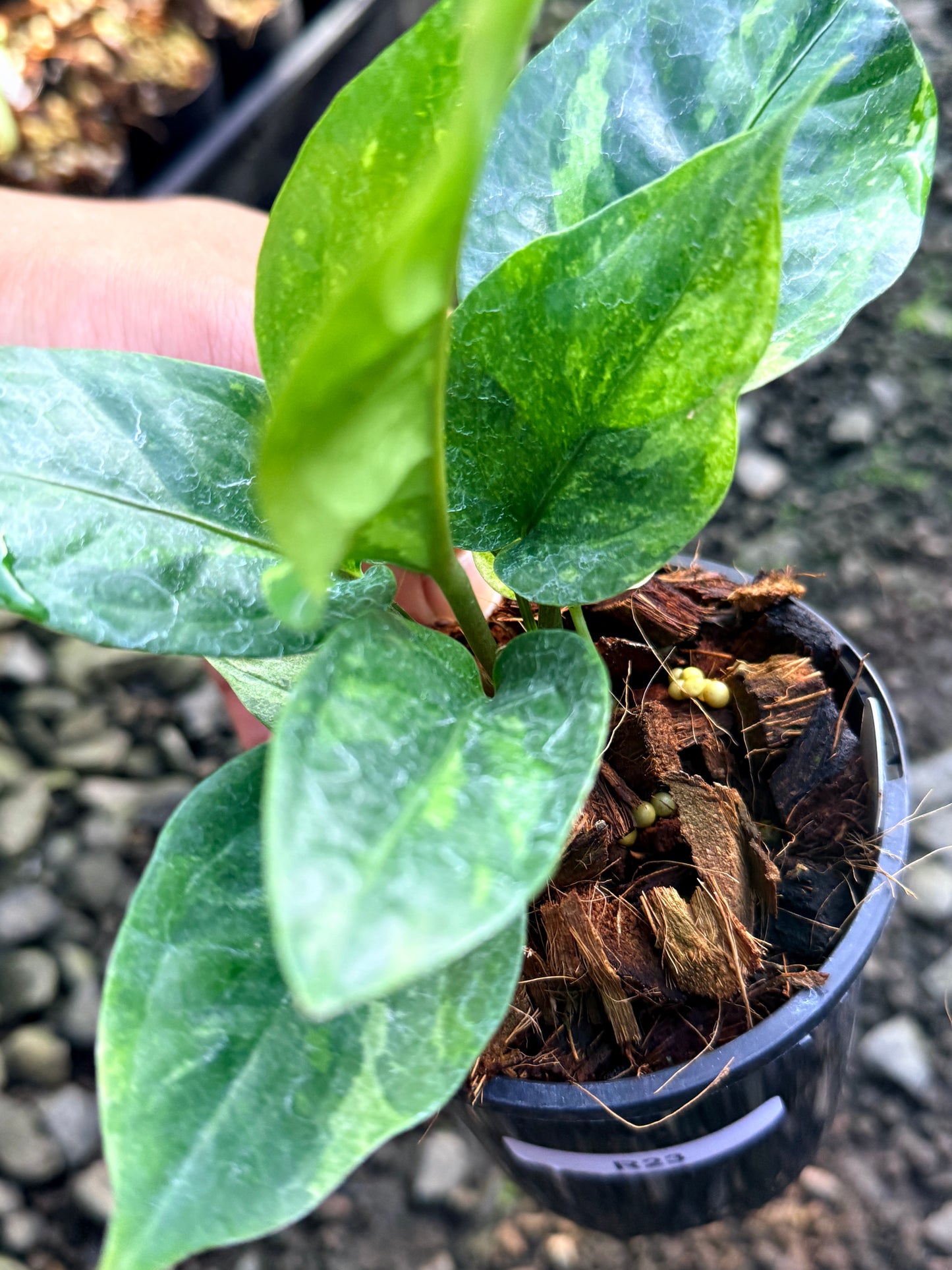 Anthurium Hookeri Variegata No. 3 R23