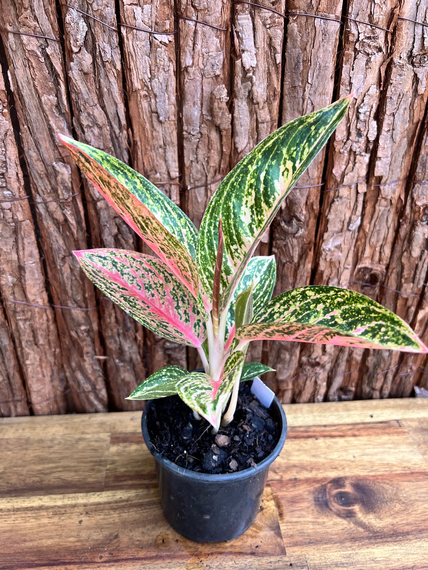 Aglaonema Star Shining C120