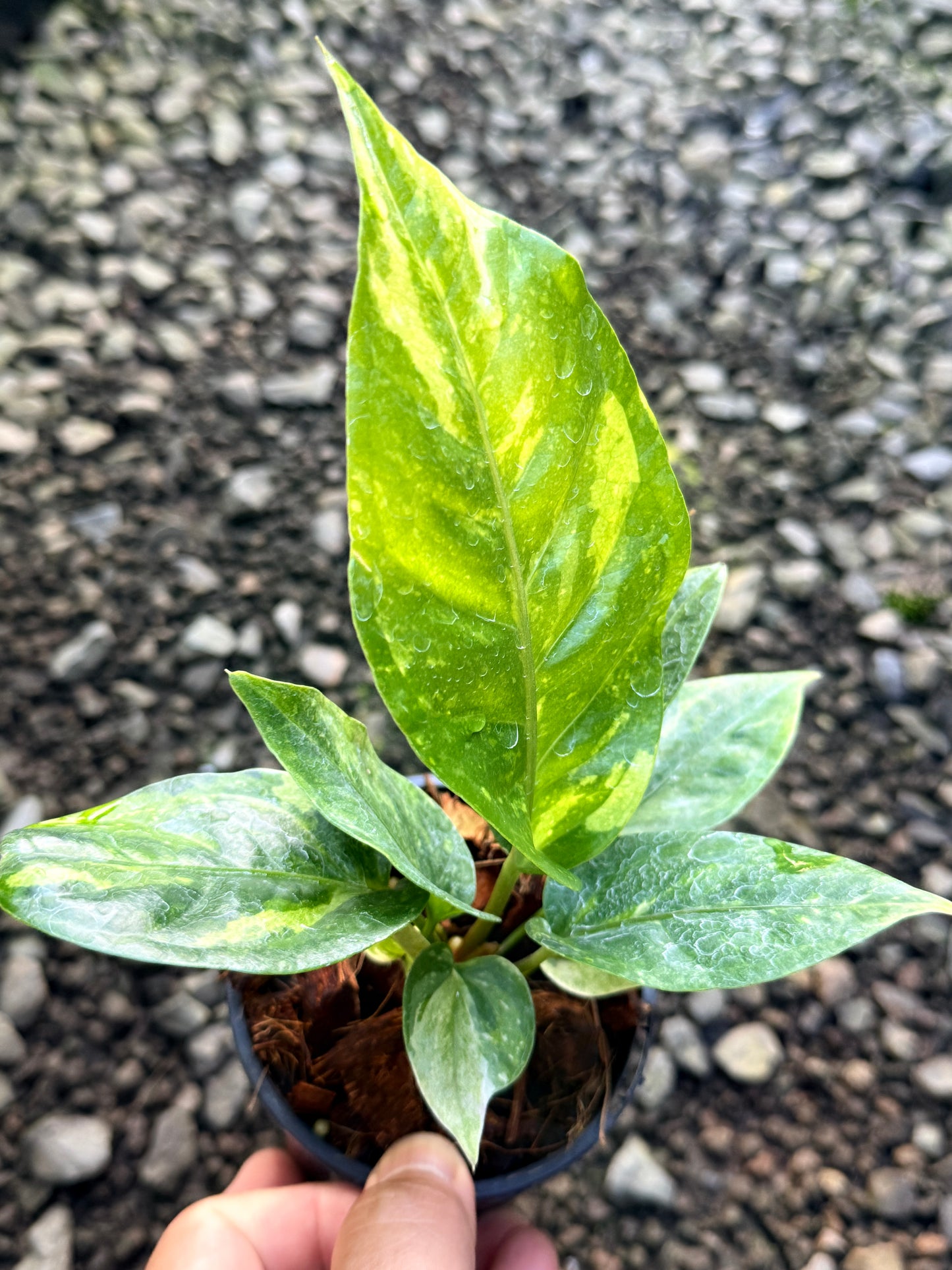 Anthurium Hookeri Variegata No. 3 R23