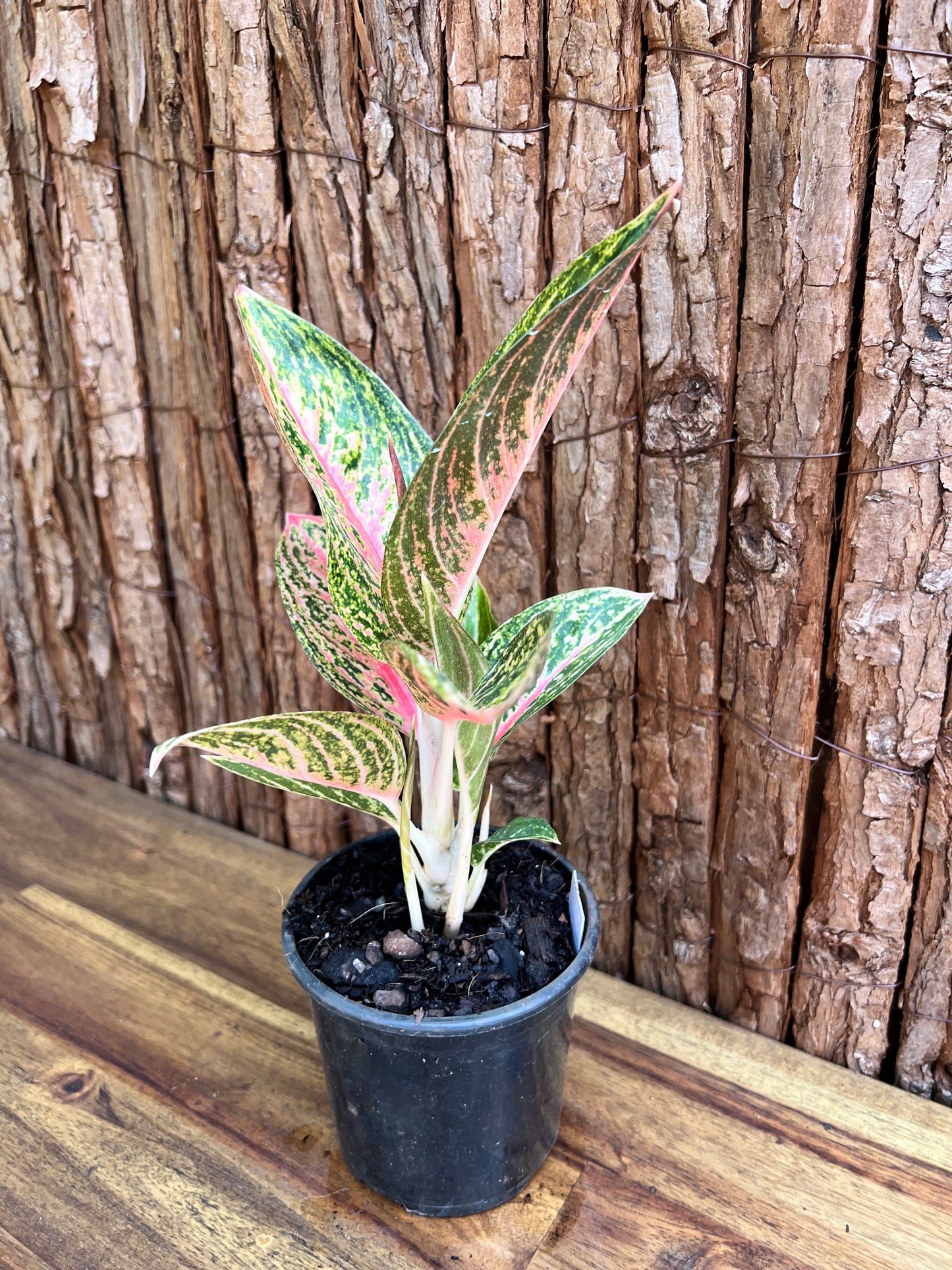 Aglaonema Star Shining C120