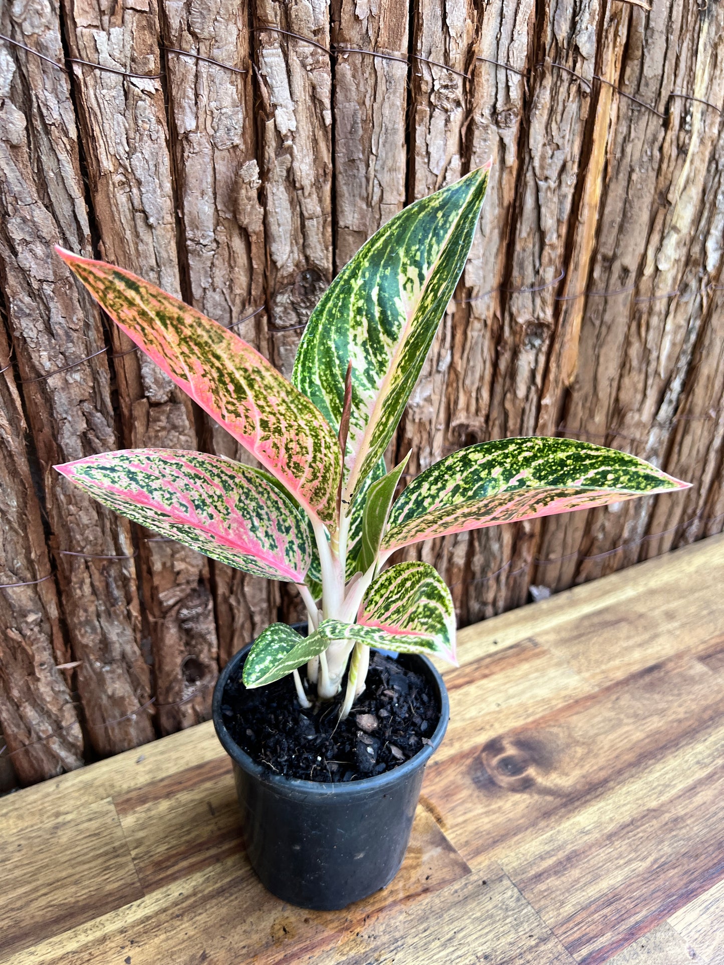 Aglaonema Star Shining C120