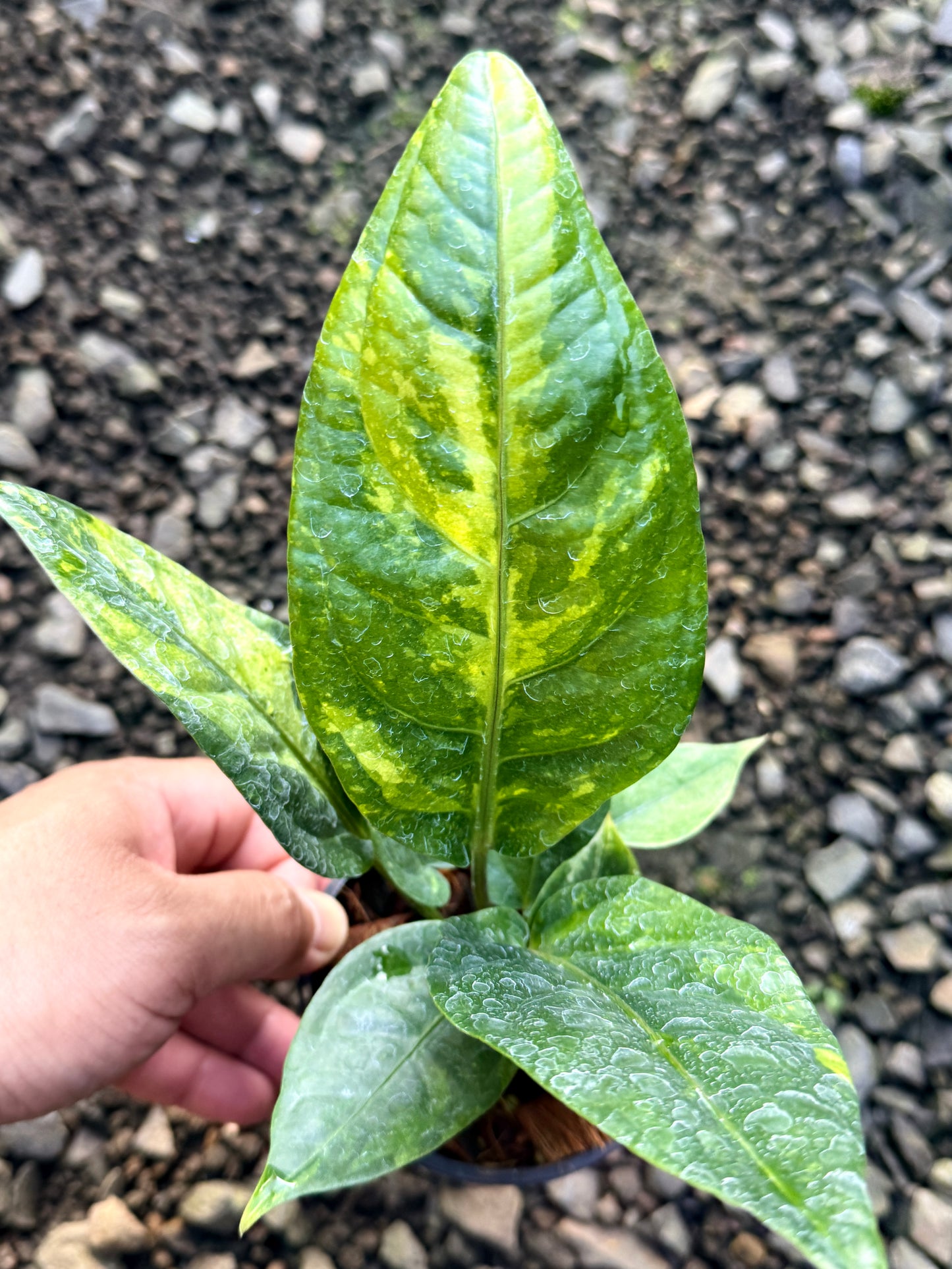Anthurium Hookeri Variegata No. 3 R24
