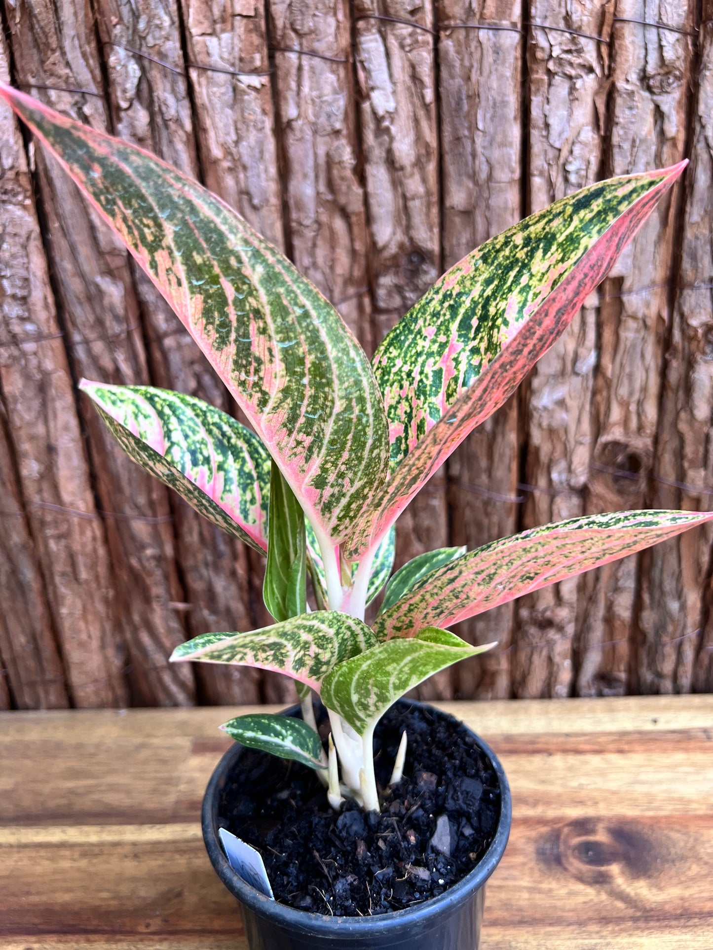 Aglaonema Star Shining C120