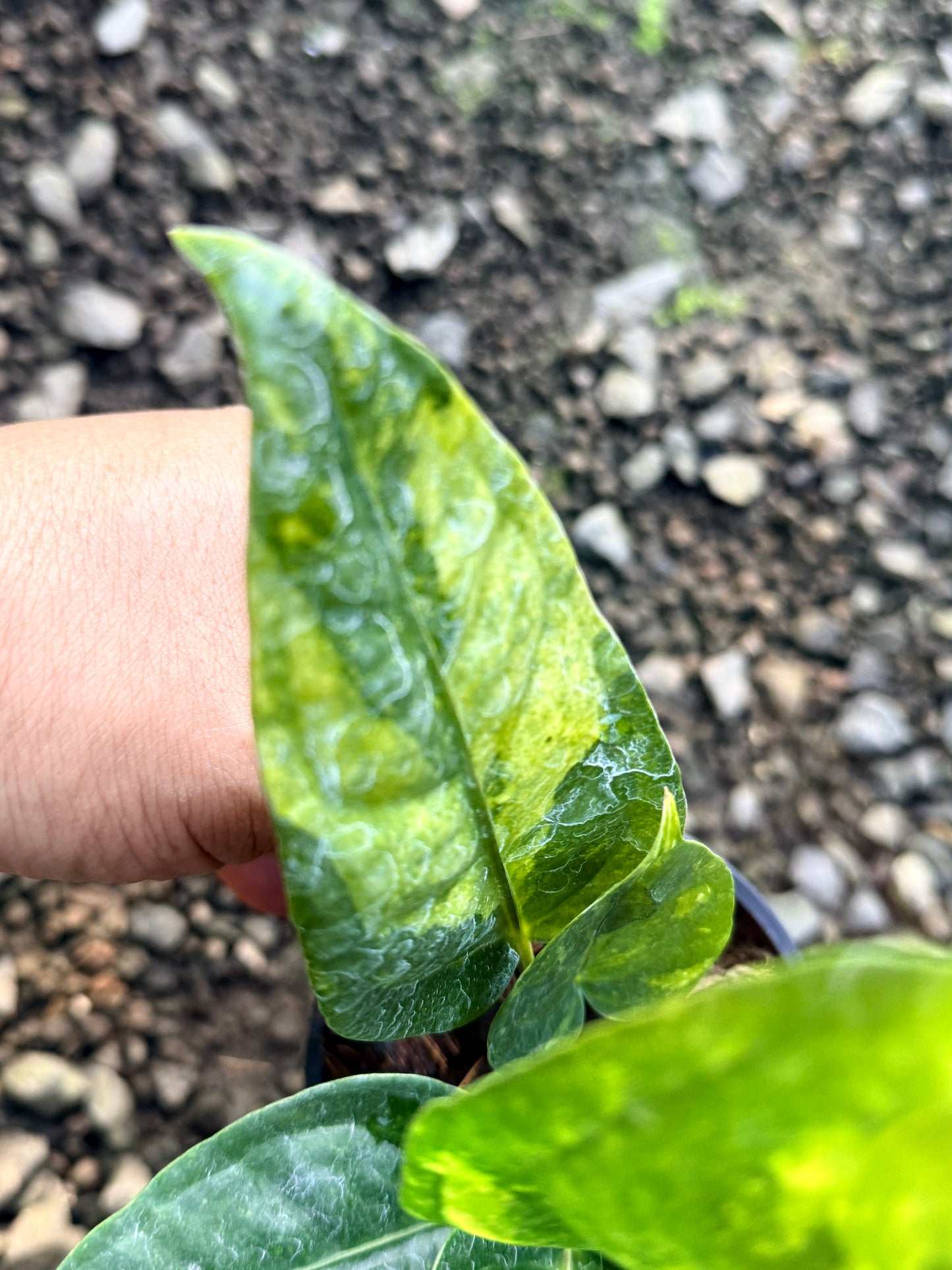Anthurium Hookeri Variegata No. 3 R24