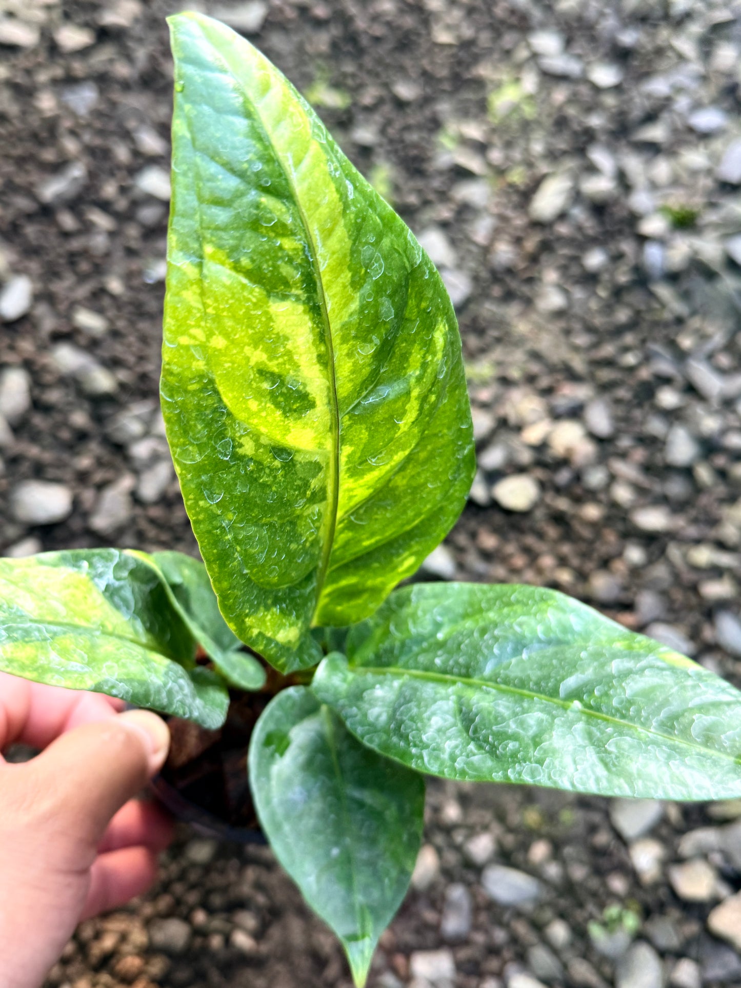 Anthurium Hookeri Variegata No. 3 R24