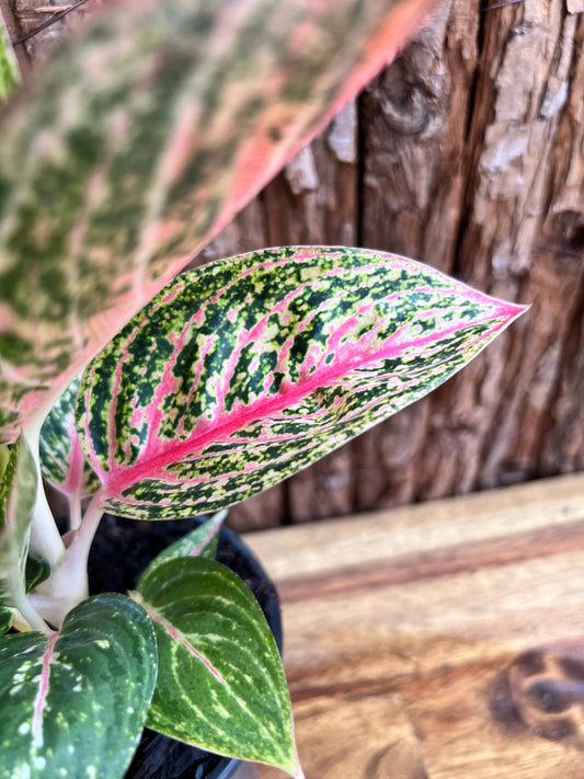 Aglaonema Star Shining C121