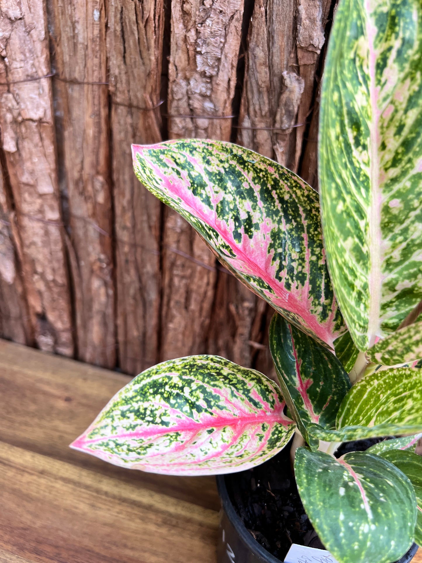 Aglaonema Star Shining C121