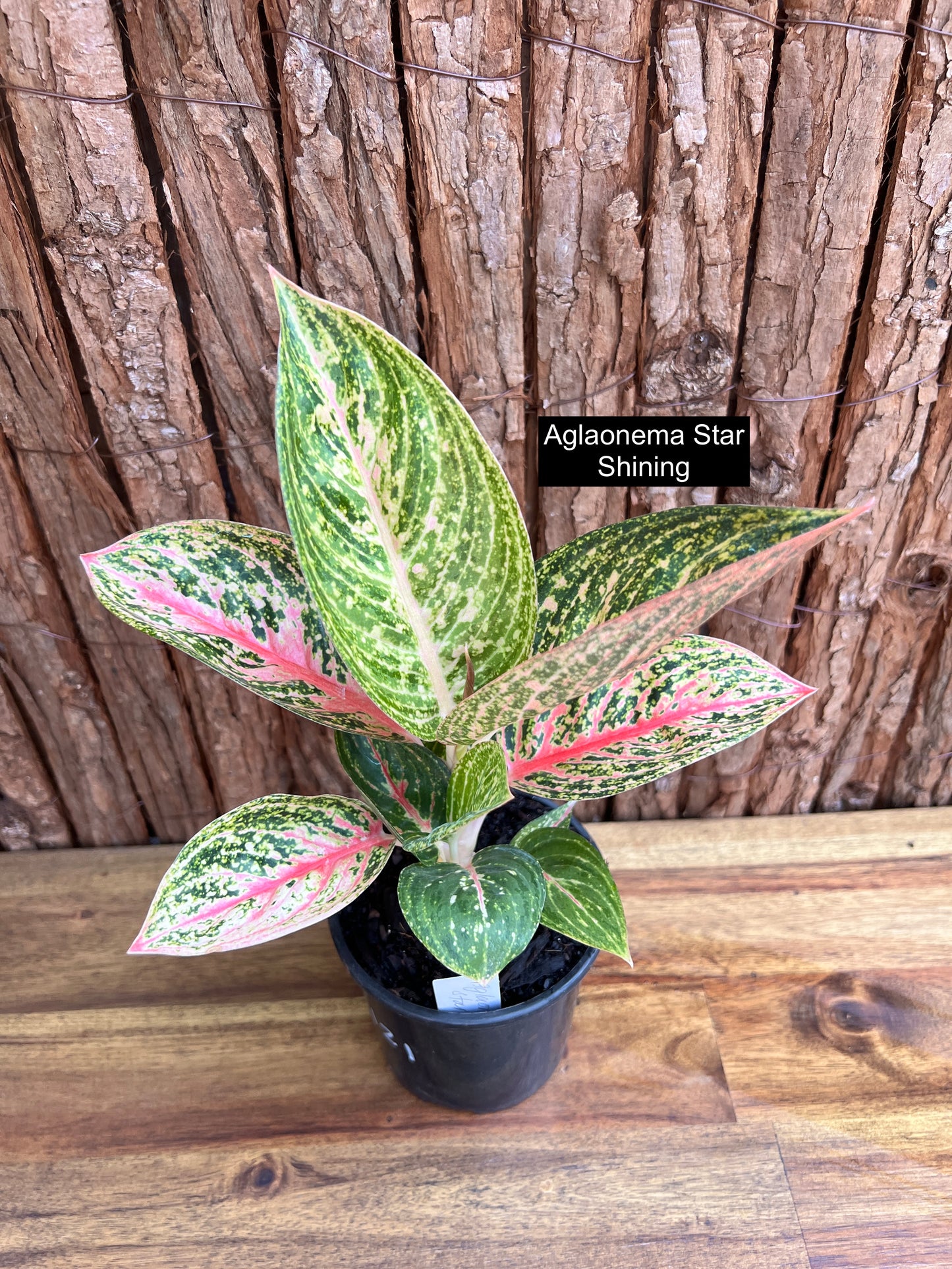 Aglaonema Star Shining C121