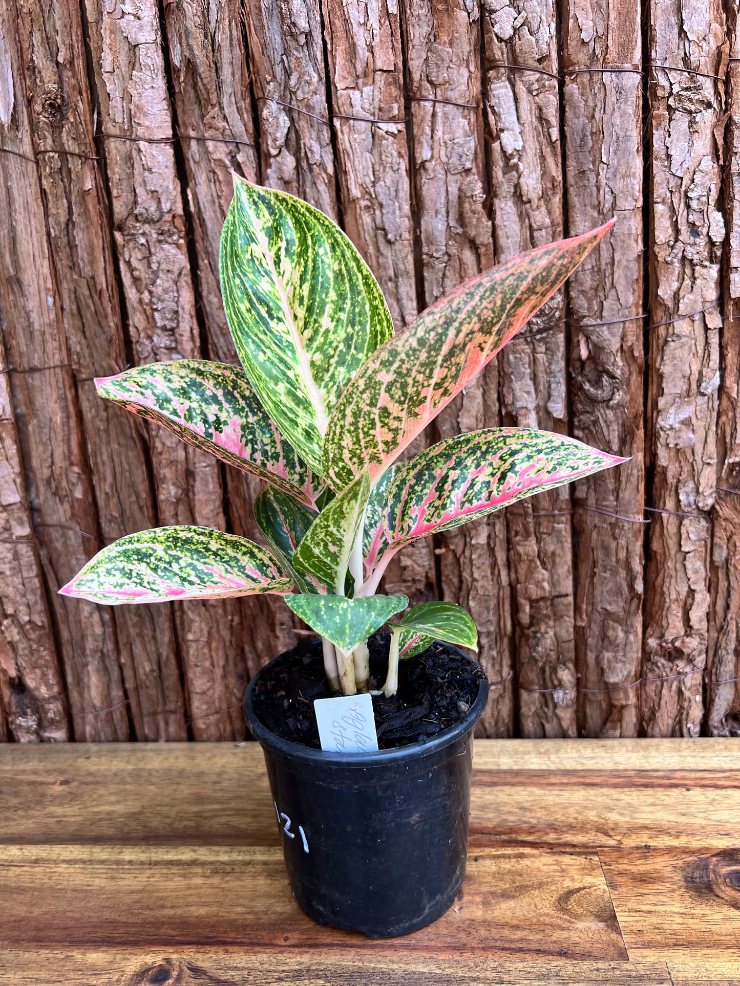 Aglaonema Star Shining C121