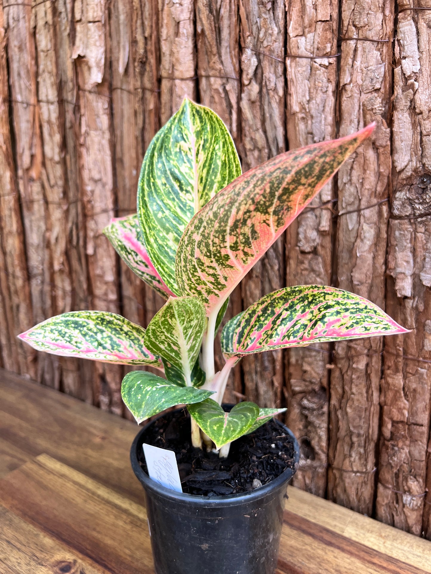 Aglaonema Star Shining C121