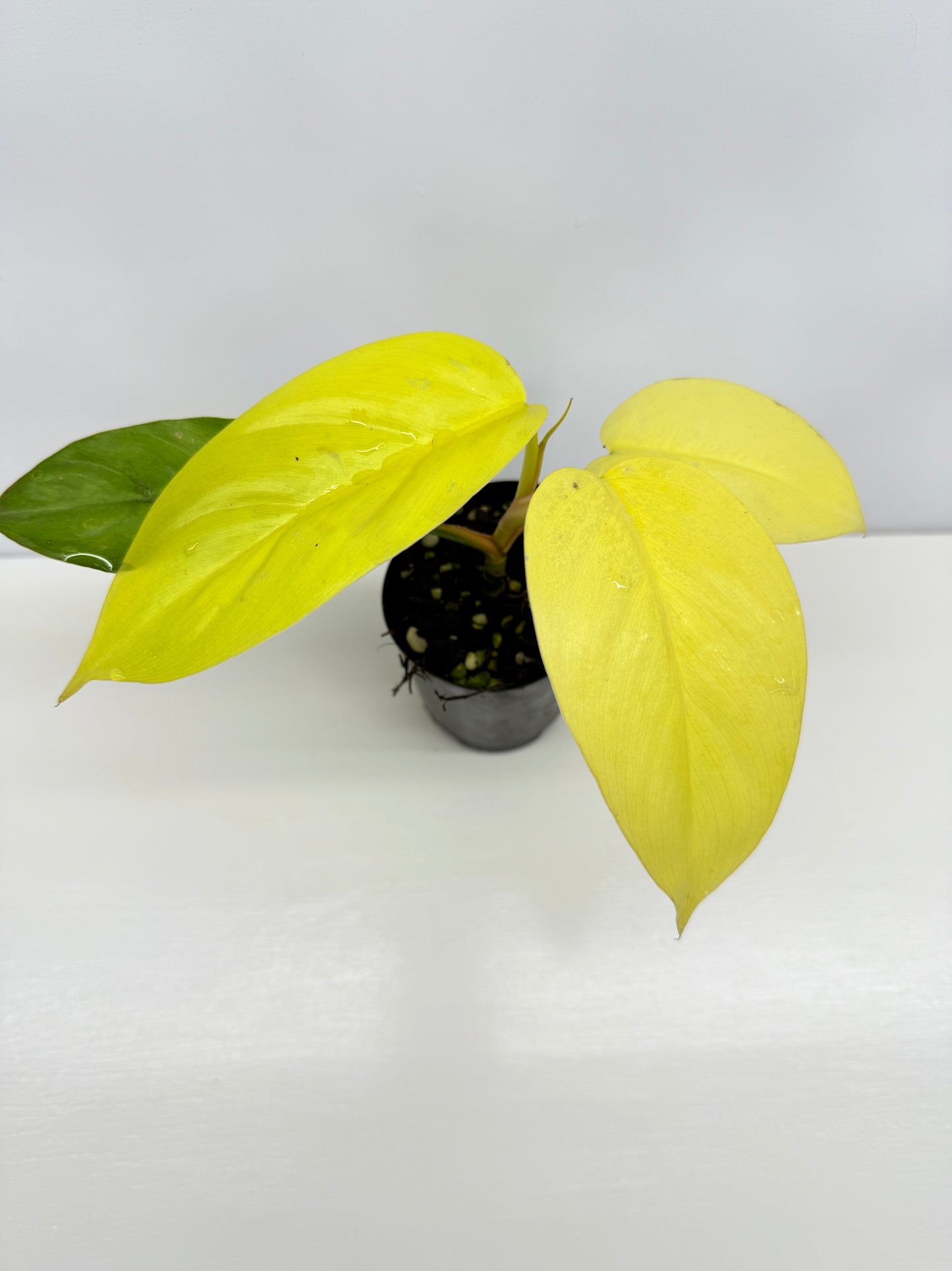 Philodendron Erubescens Golden Y67