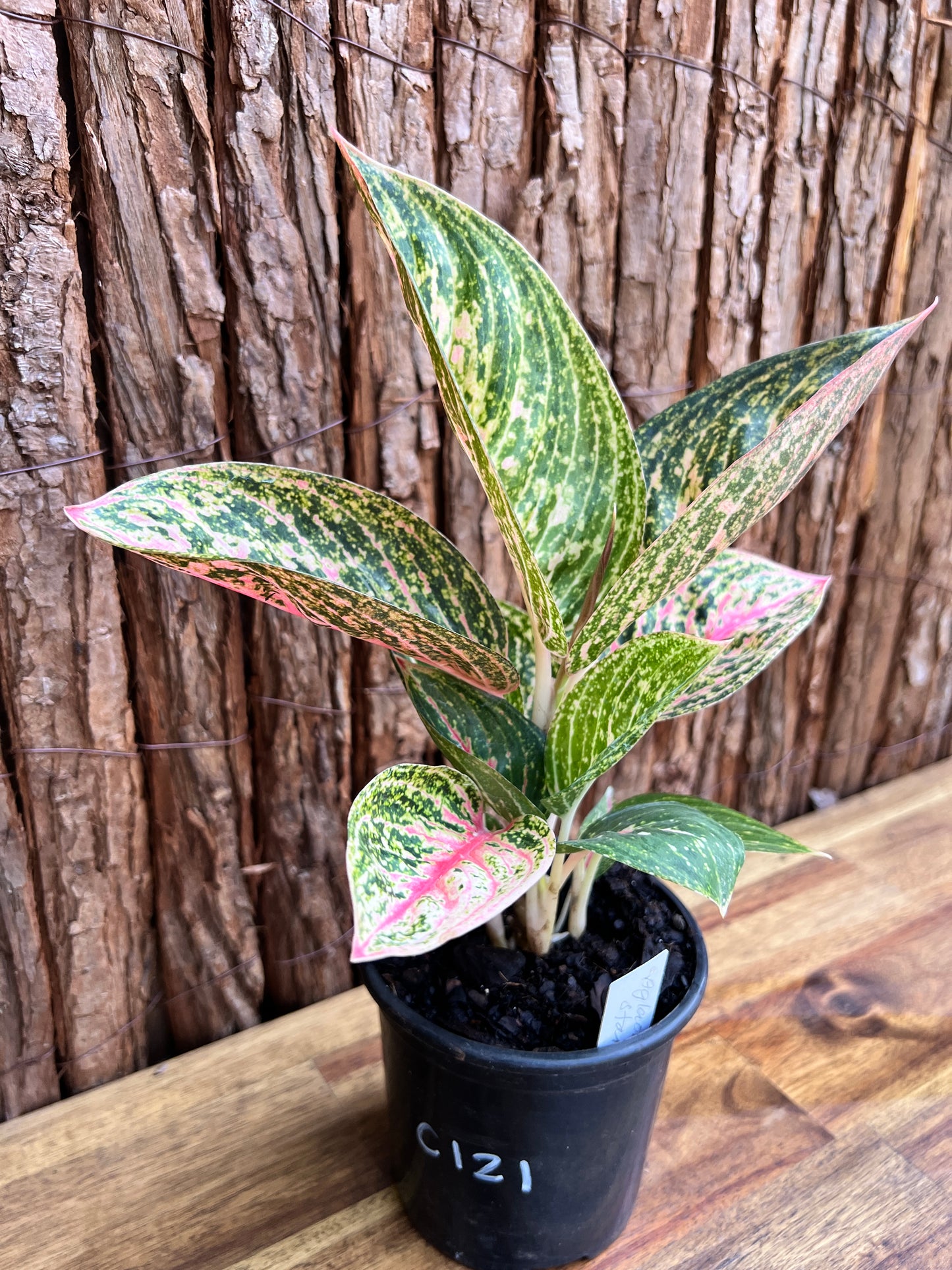 Aglaonema Star Shining C121