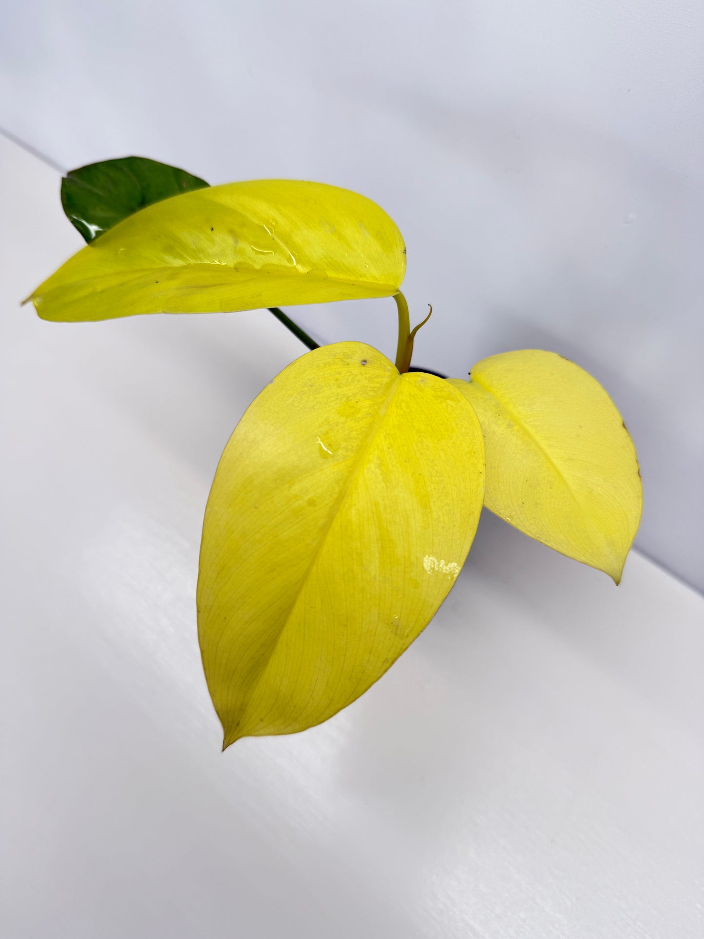 Philodendron Erubescens Golden Y67