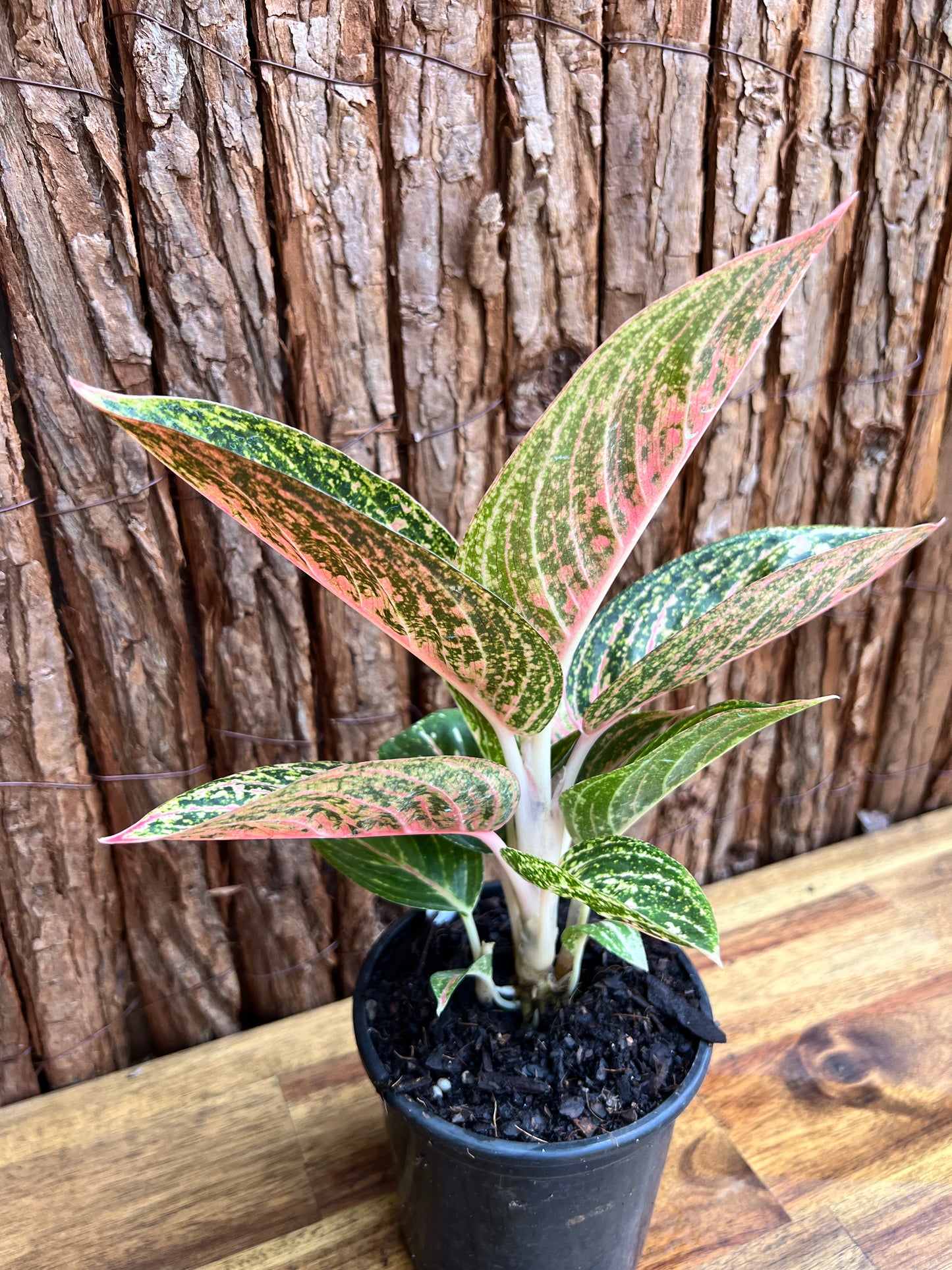 Aglaonema Star Shining C121