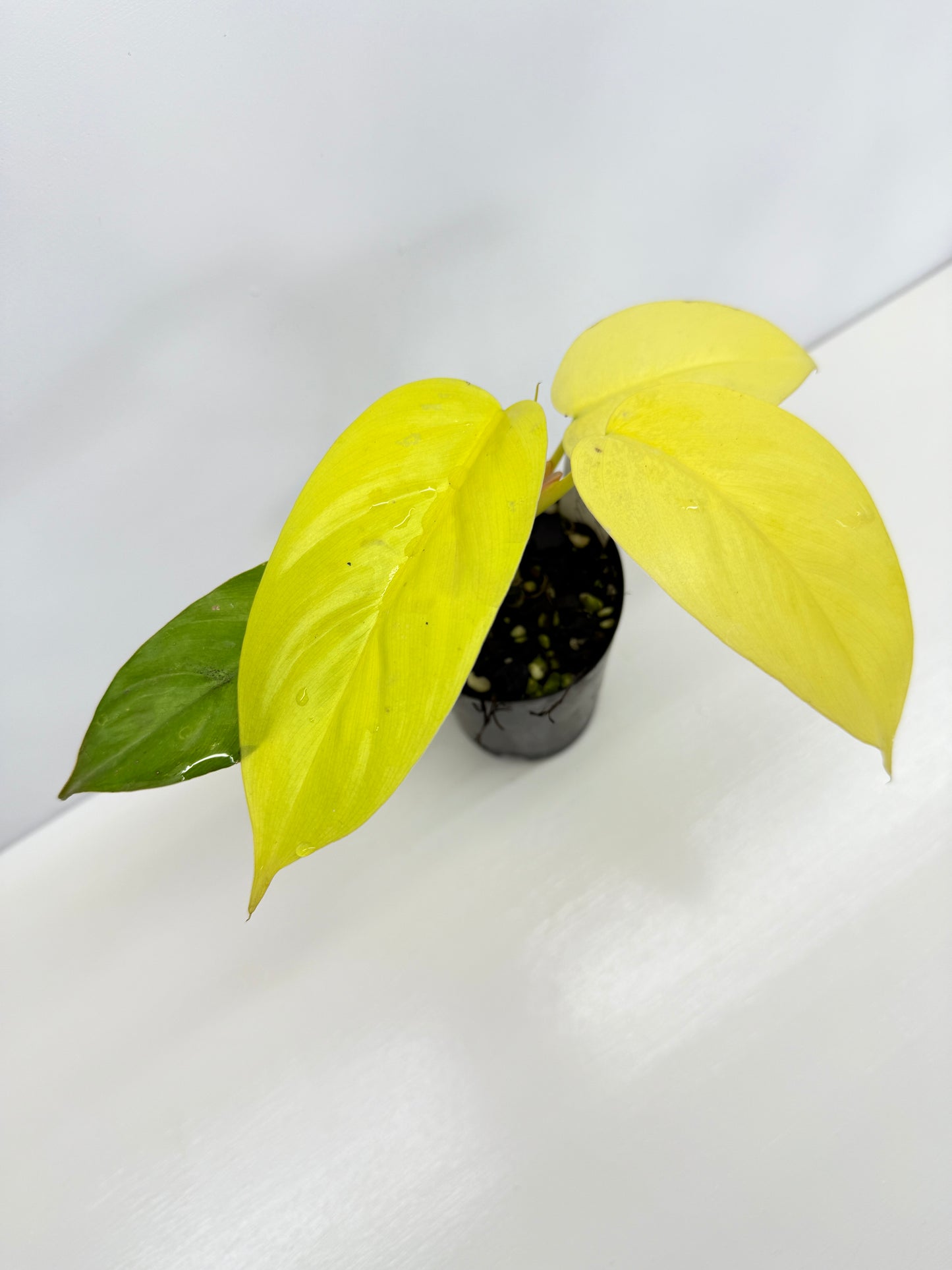 Philodendron Erubescens Golden Y67