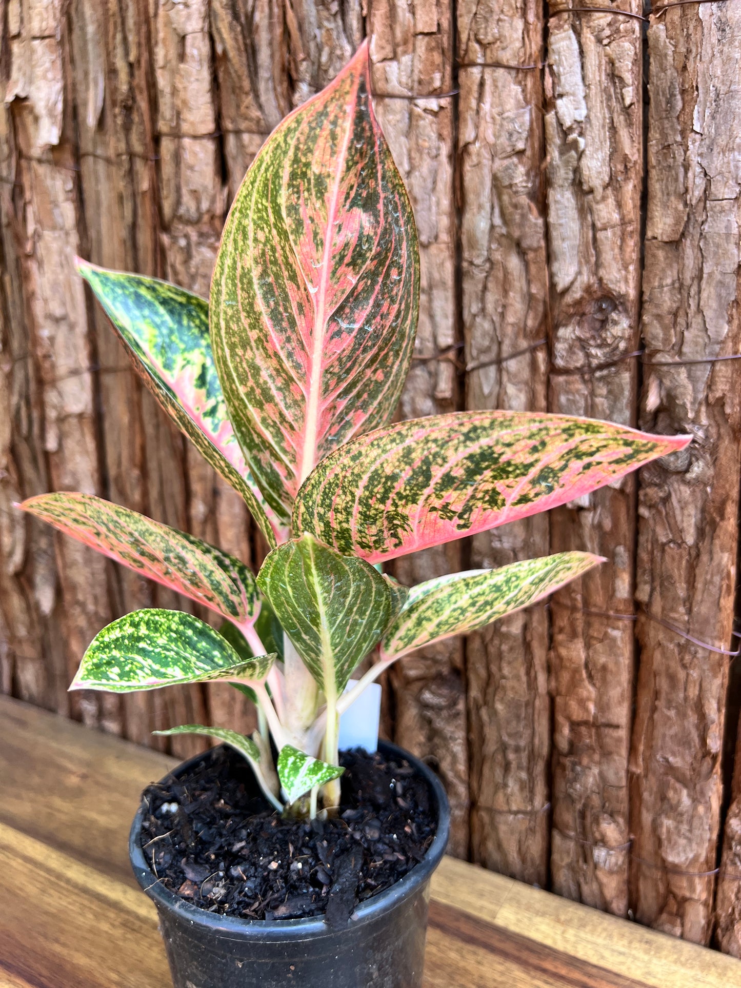 Aglaonema Star Shining C121