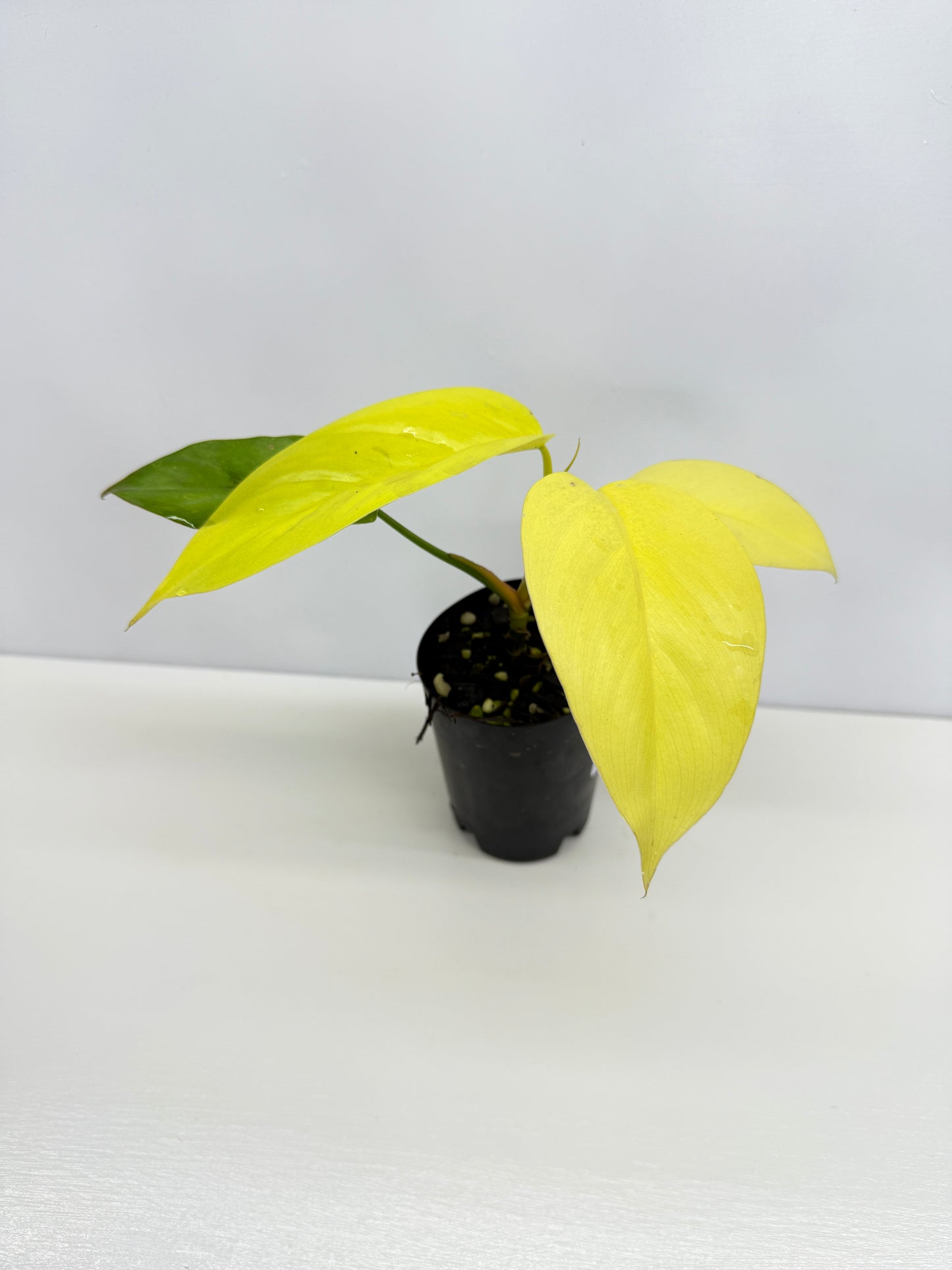 Philodendron Erubescens Golden Y67
