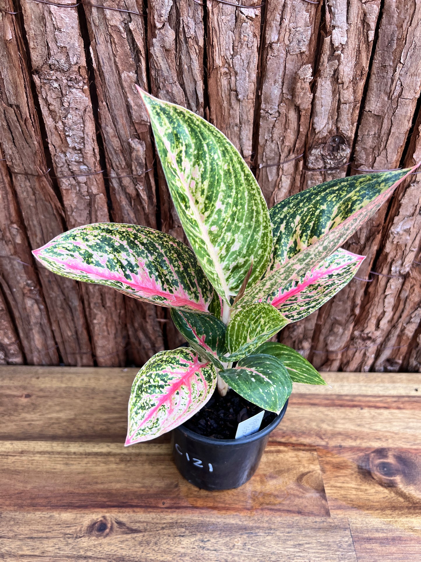 Aglaonema Star Shining C121