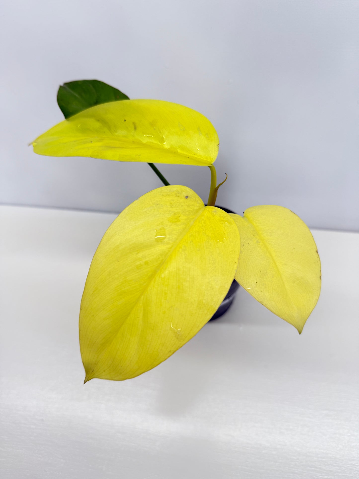 Philodendron Erubescens Golden Y67