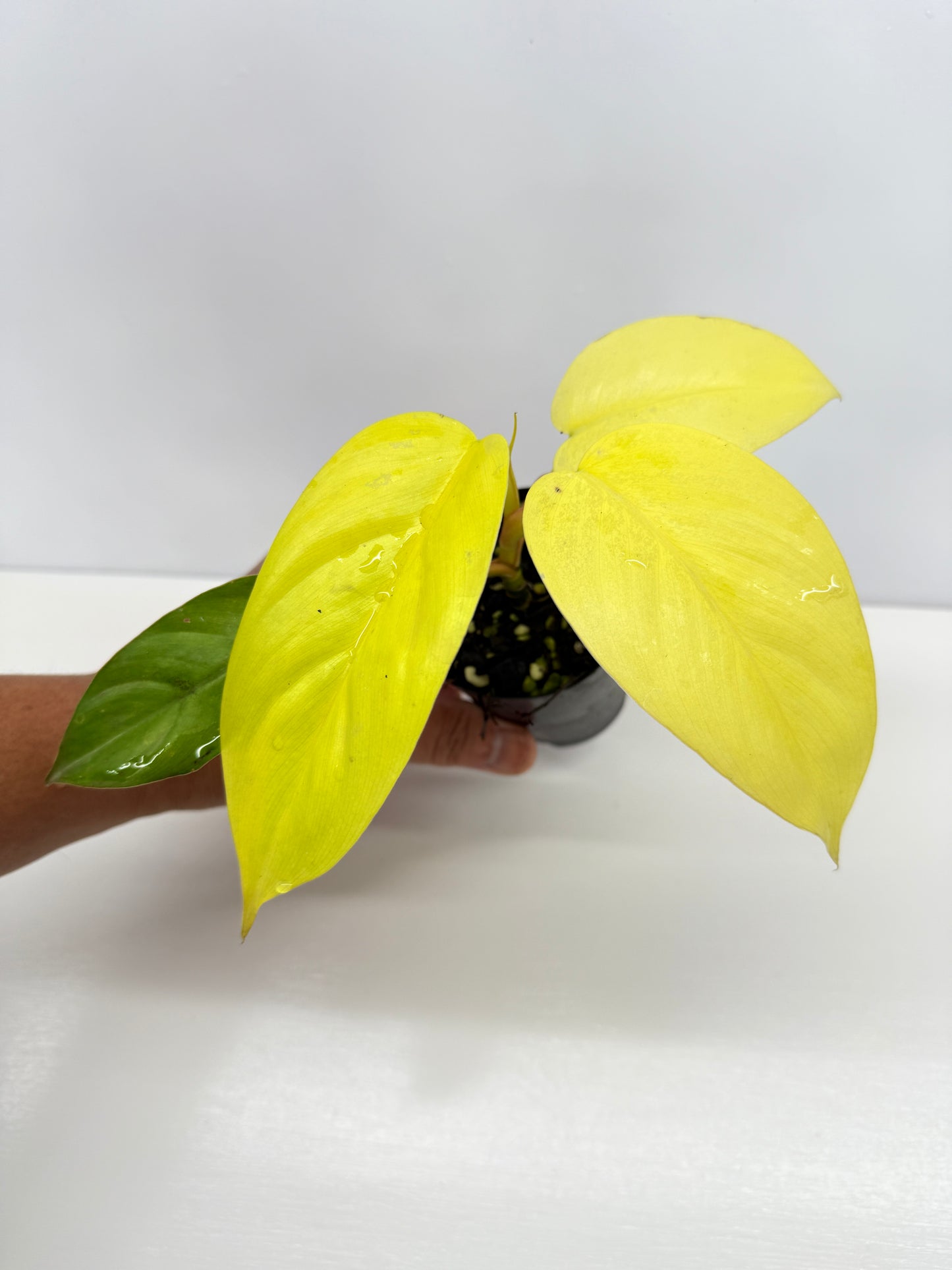 Philodendron Erubescens Golden Y67