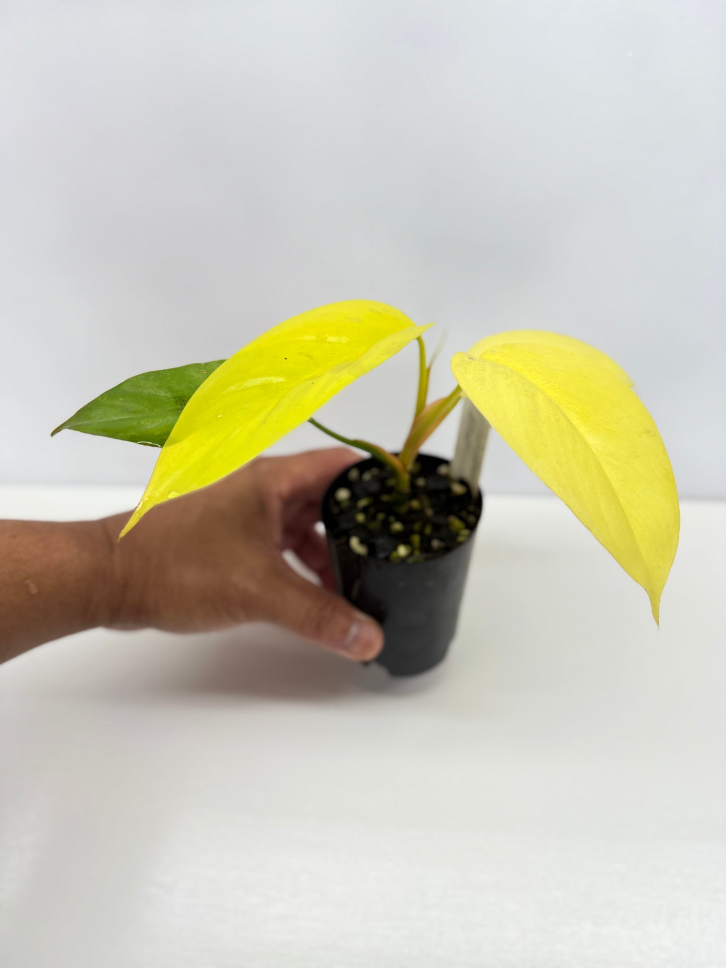 Philodendron Erubescens Golden Y67