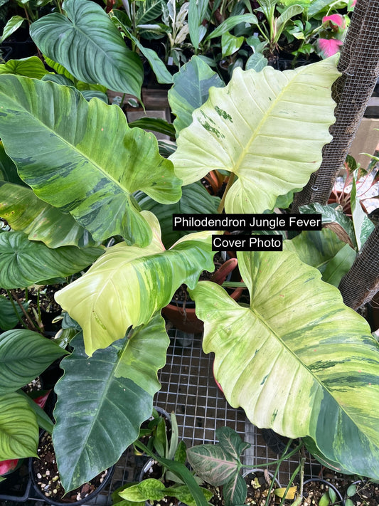 Philodendron Jungle Fever (Not Snow Drift - NONTC) I50