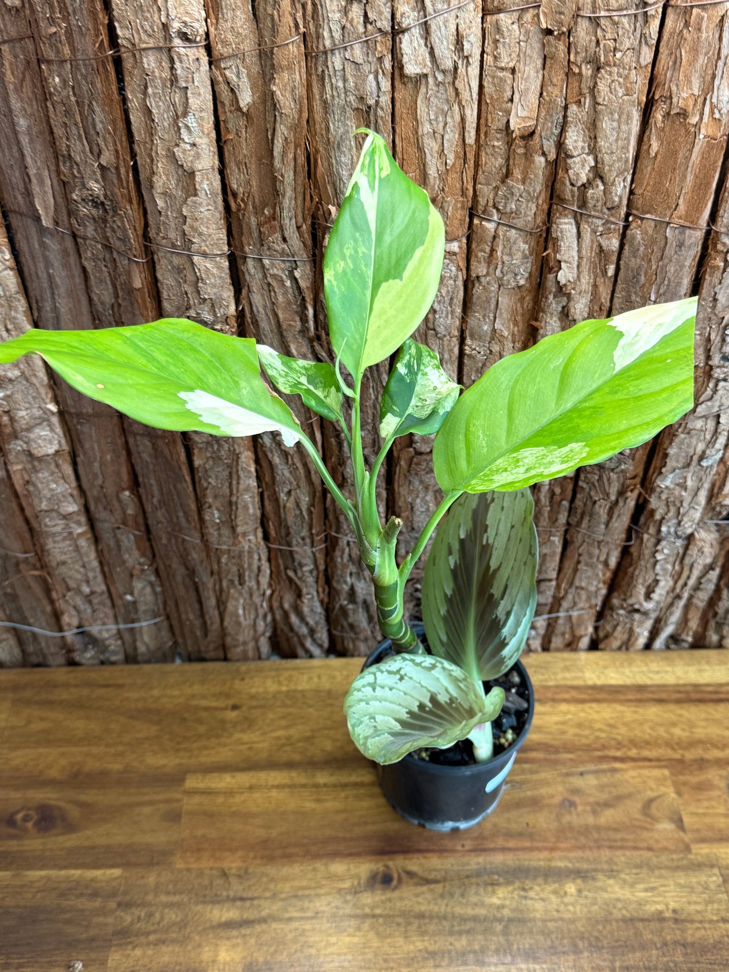 Aglaonema modestum variegatum + C. Orange Ginger Peacock J69