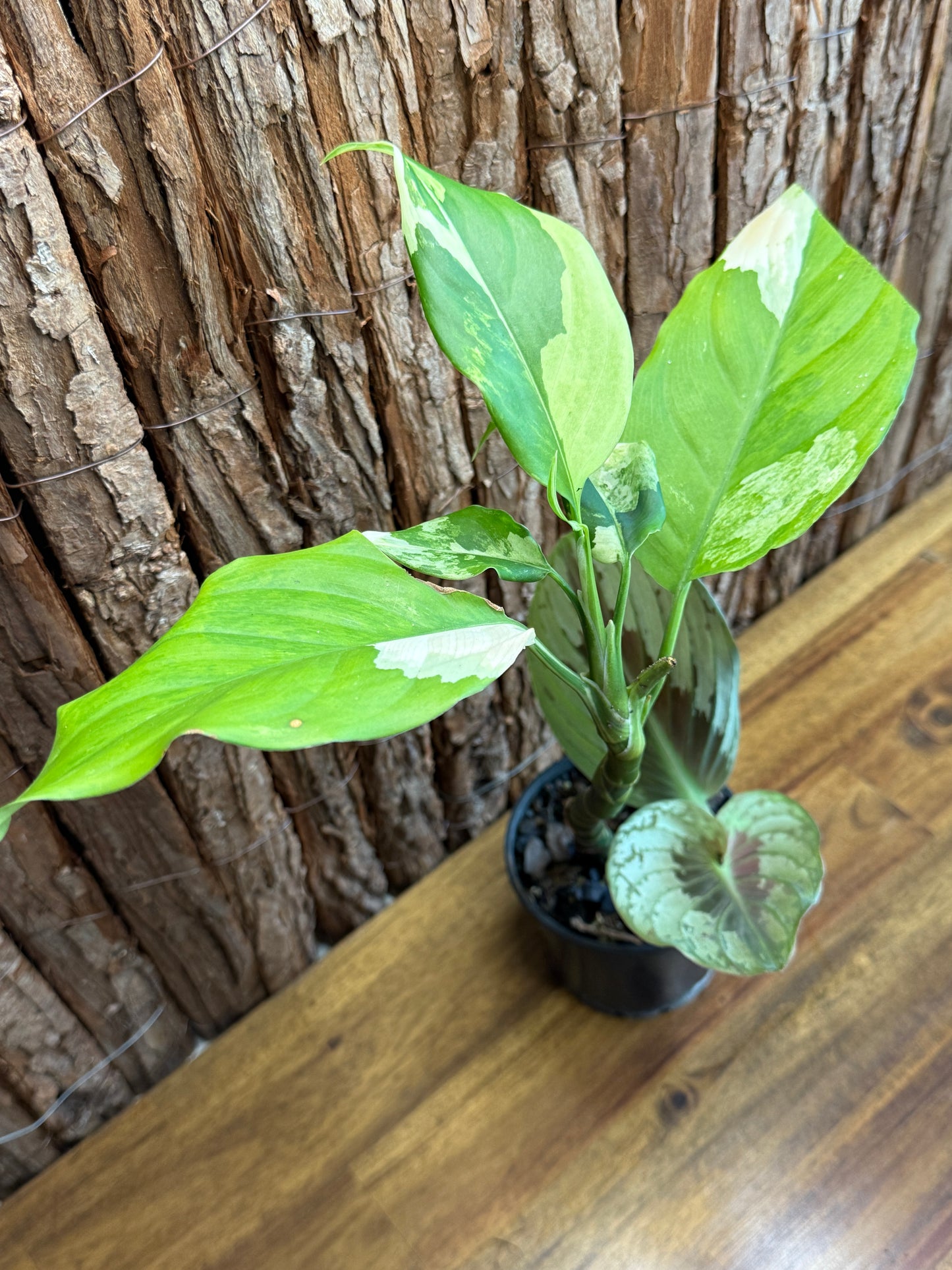 Aglaonema modestum variegatum + C. Orange Ginger Peacock J69