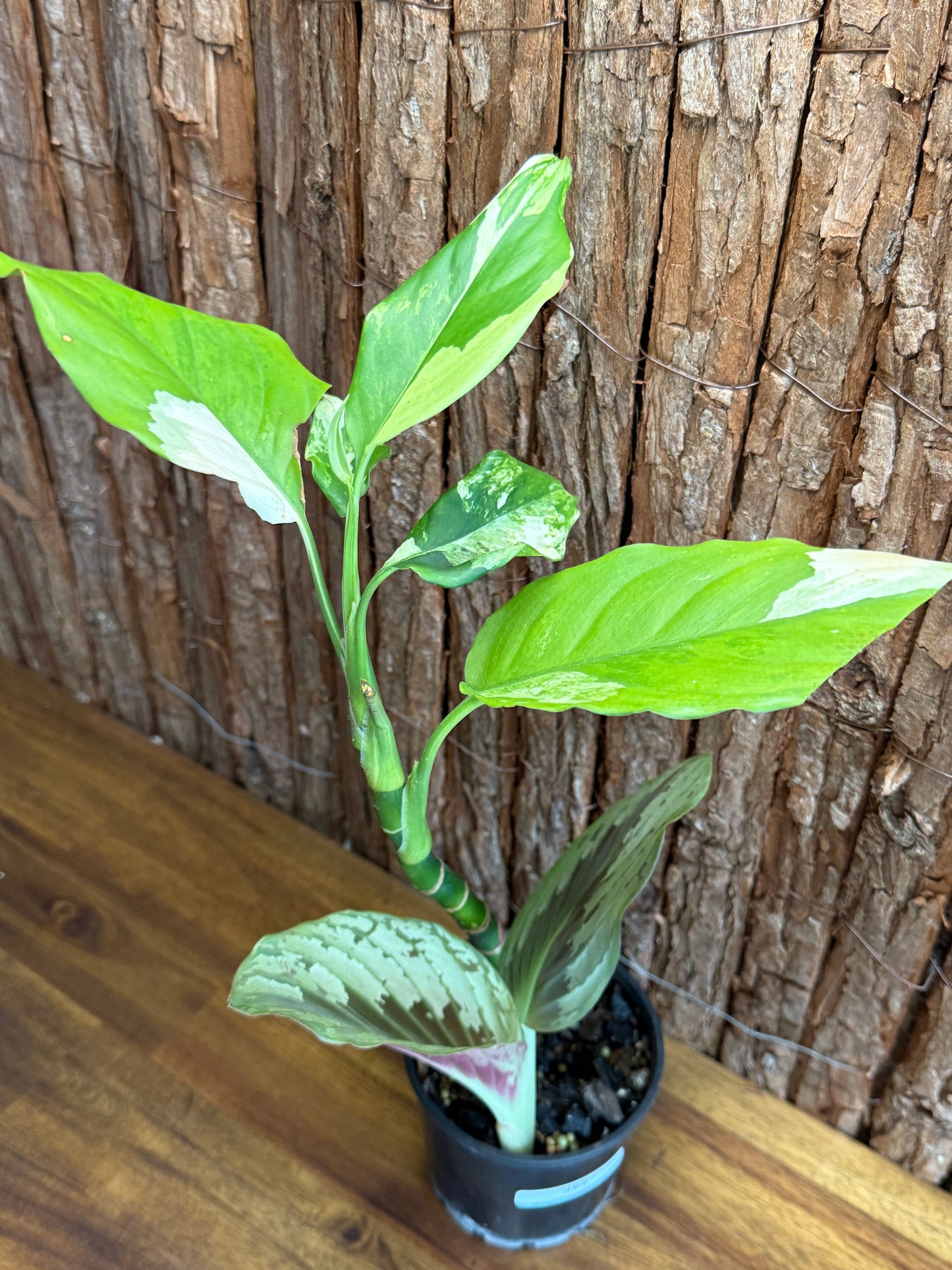 Aglaonema modestum variegatum + C. Orange Ginger Peacock J69