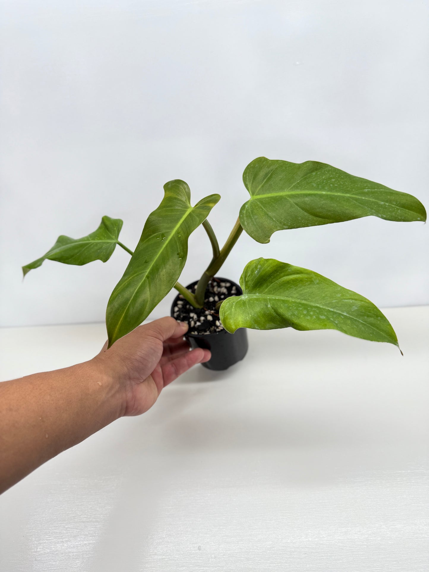 Philodendron Maximum Y70