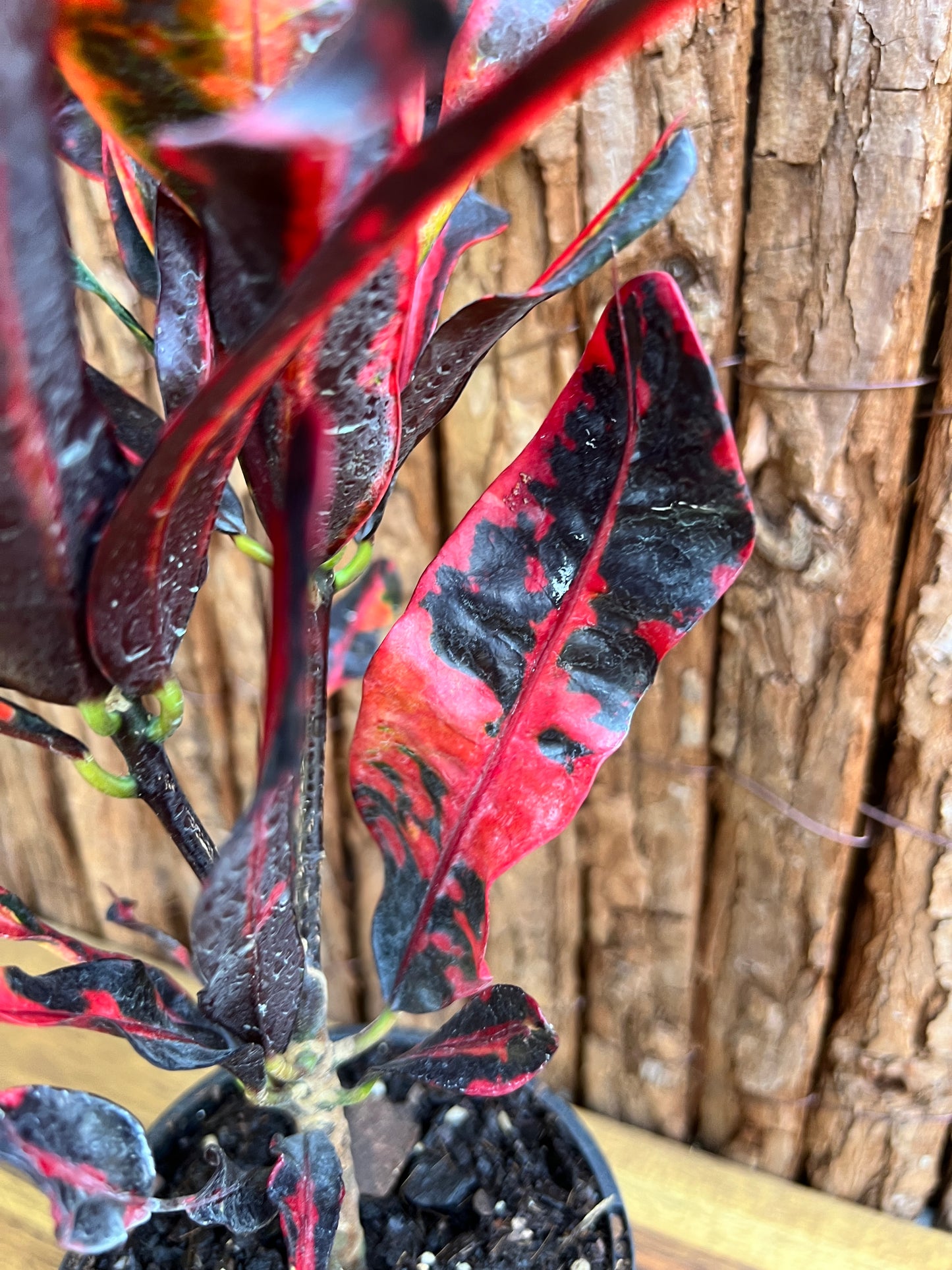 Croton Codiaeum Mammy C125