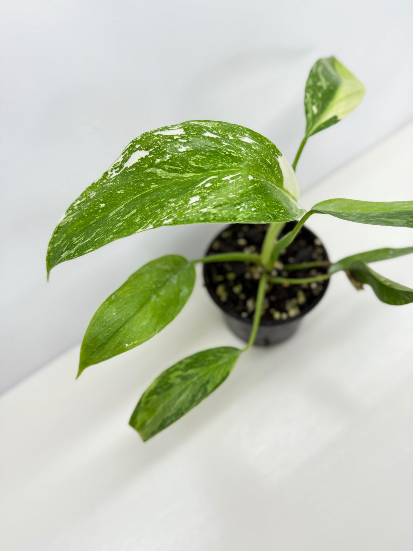 Philodendron Jose Buono NONTC Y72