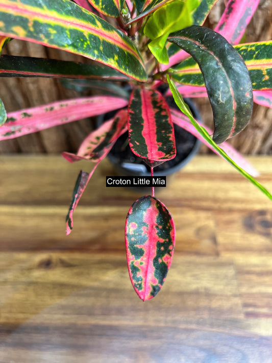 Croton Little Mia C128