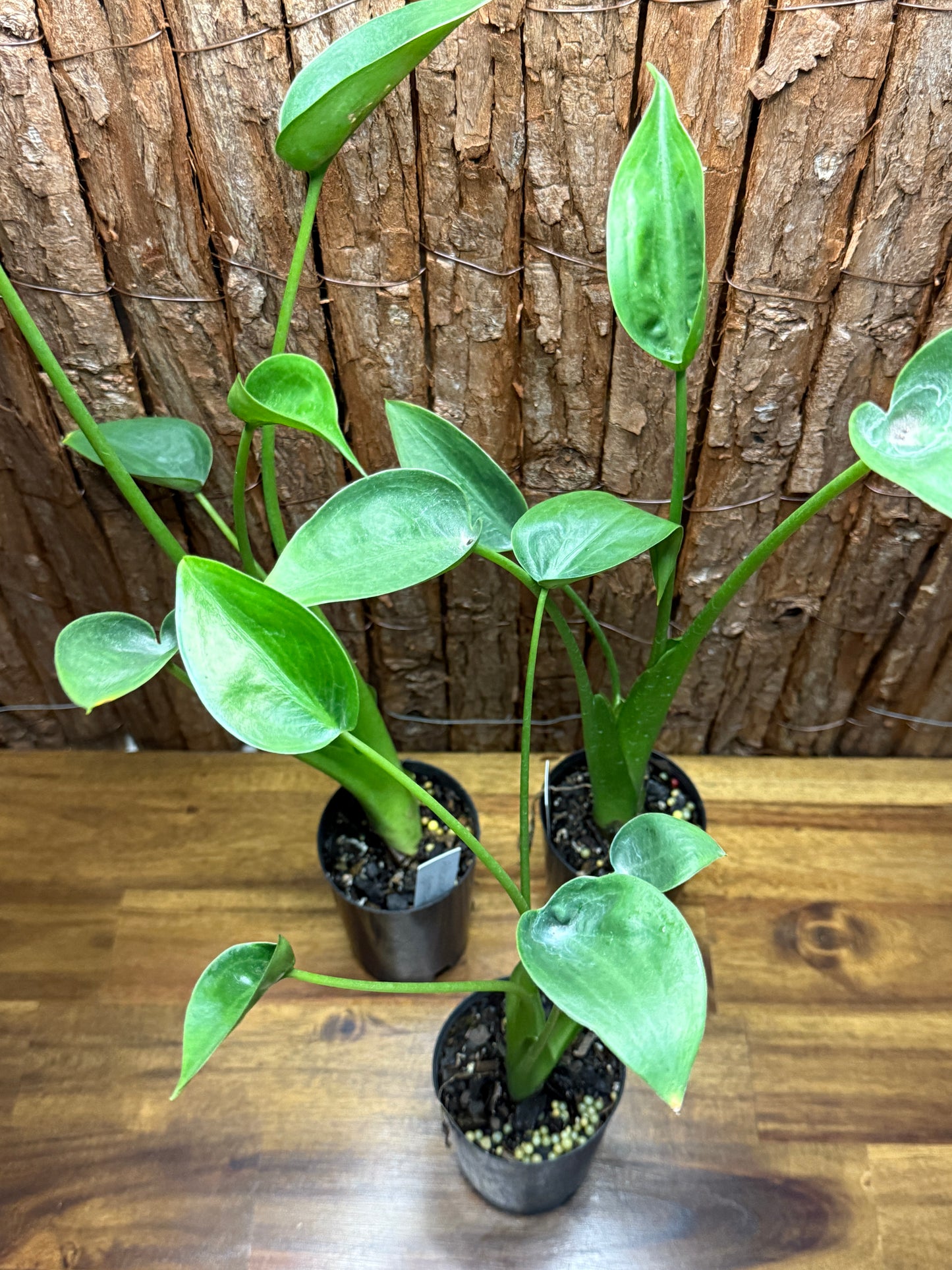 Alocasia Odora Tiny Dancer