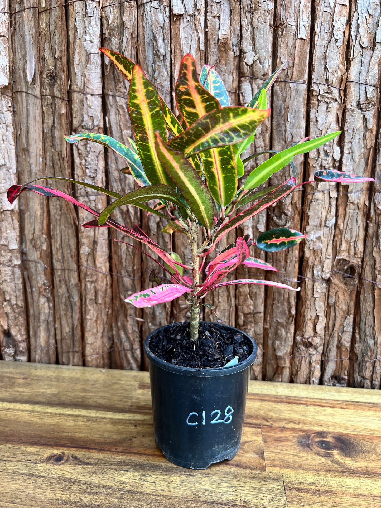 Croton Little Mia C128