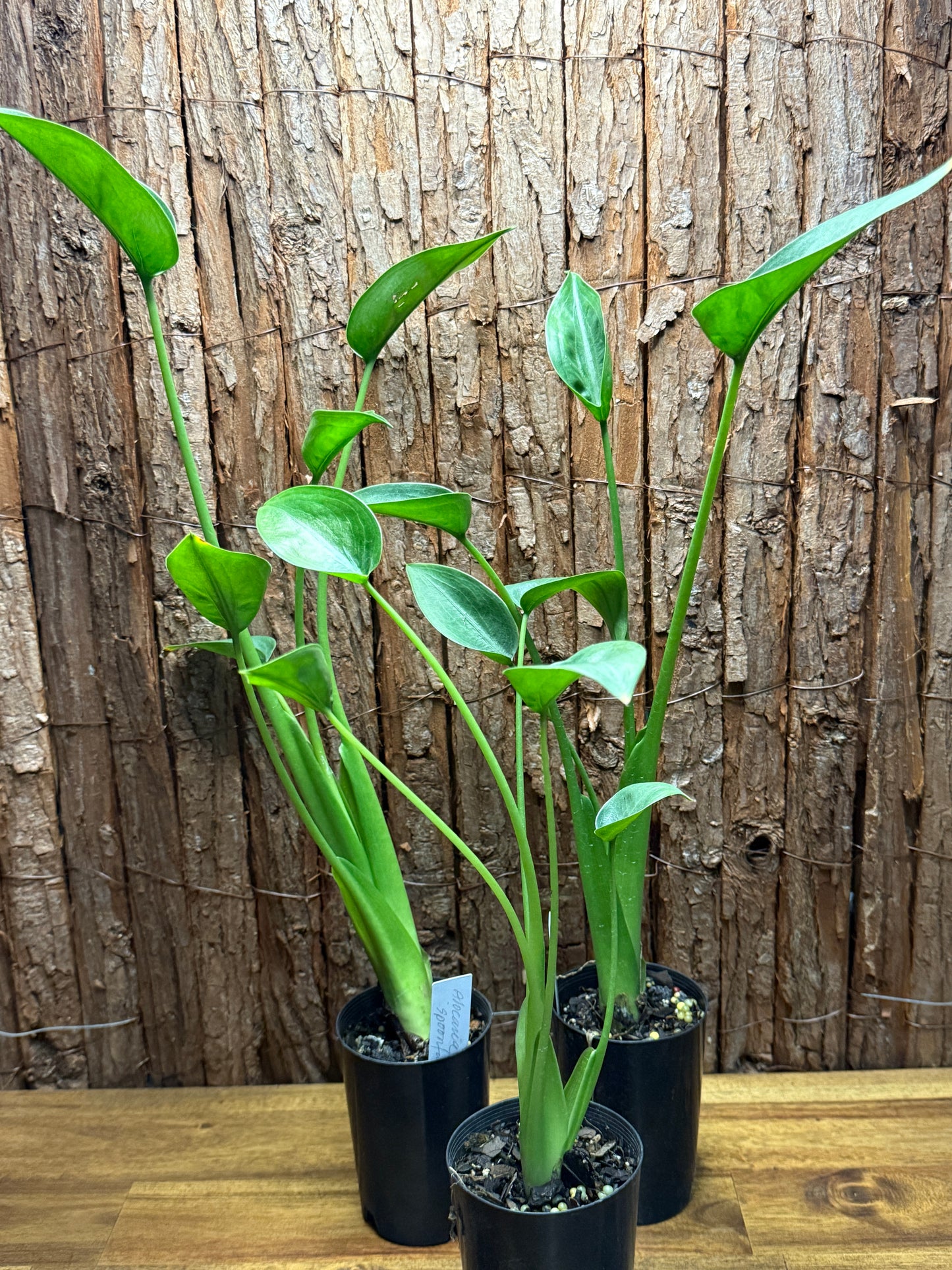 Alocasia Odora Tiny Dancer