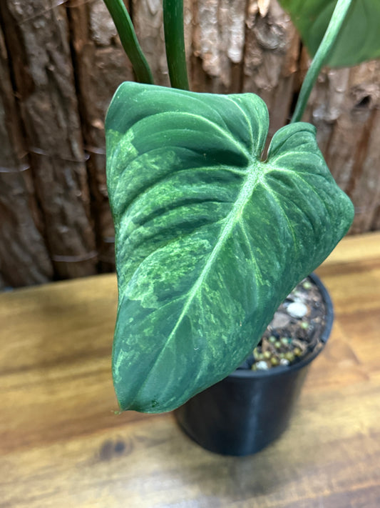 Philodendron gloriosum Variegated NONTC J76