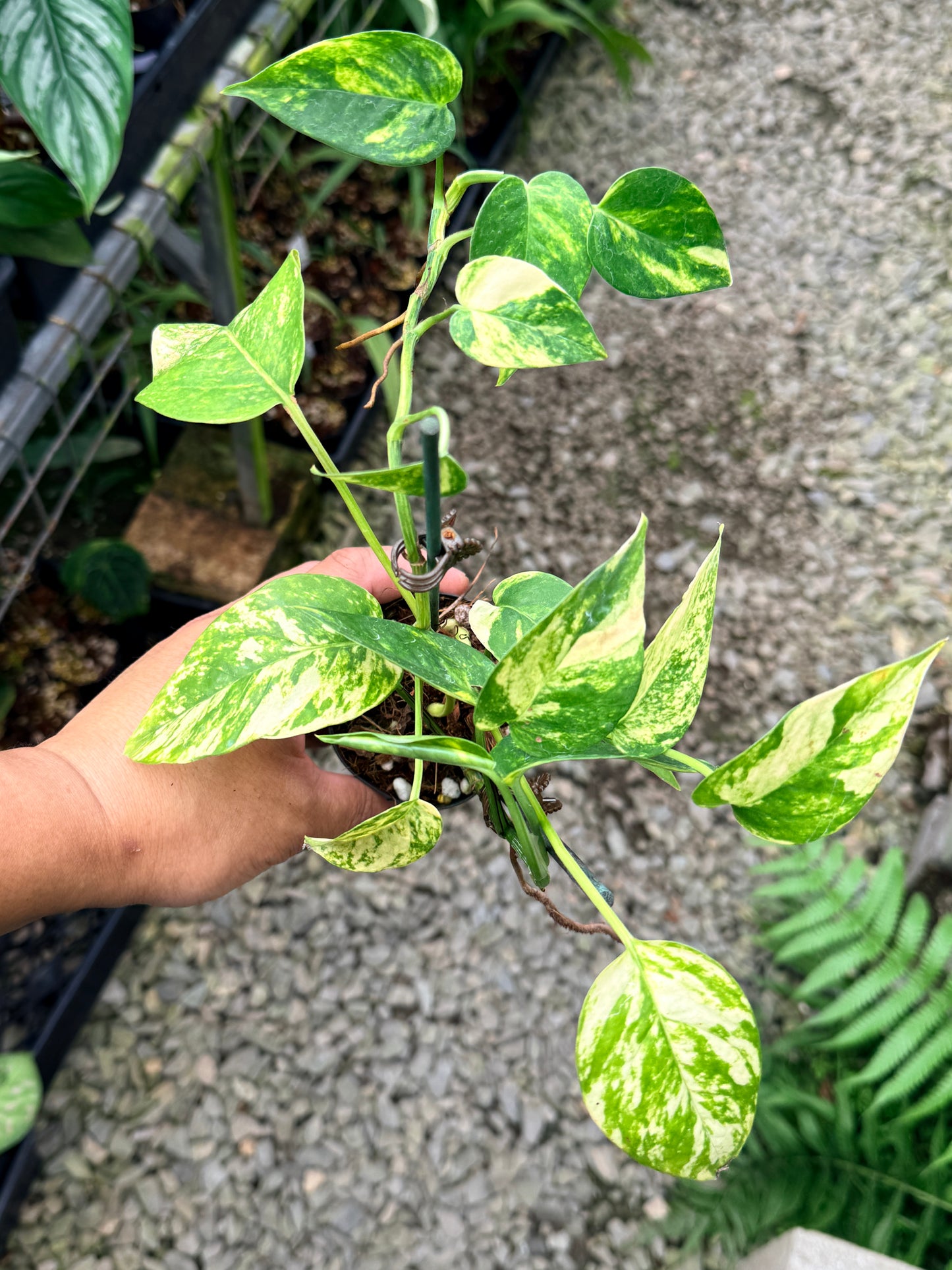 Epipremnum pinnatum 'Yellow Flame' M16
