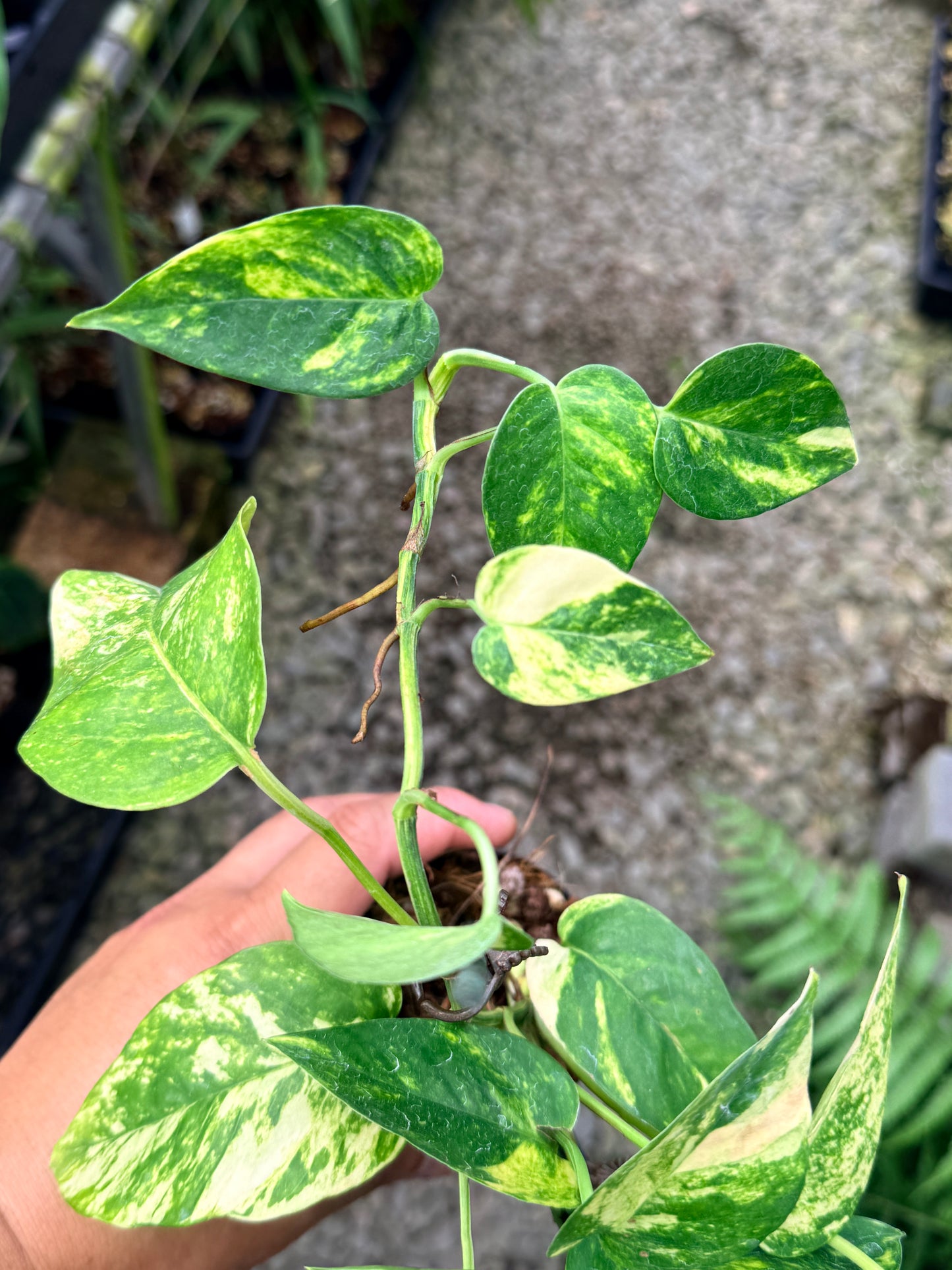 Epipremnum pinnatum 'Yellow Flame' M16