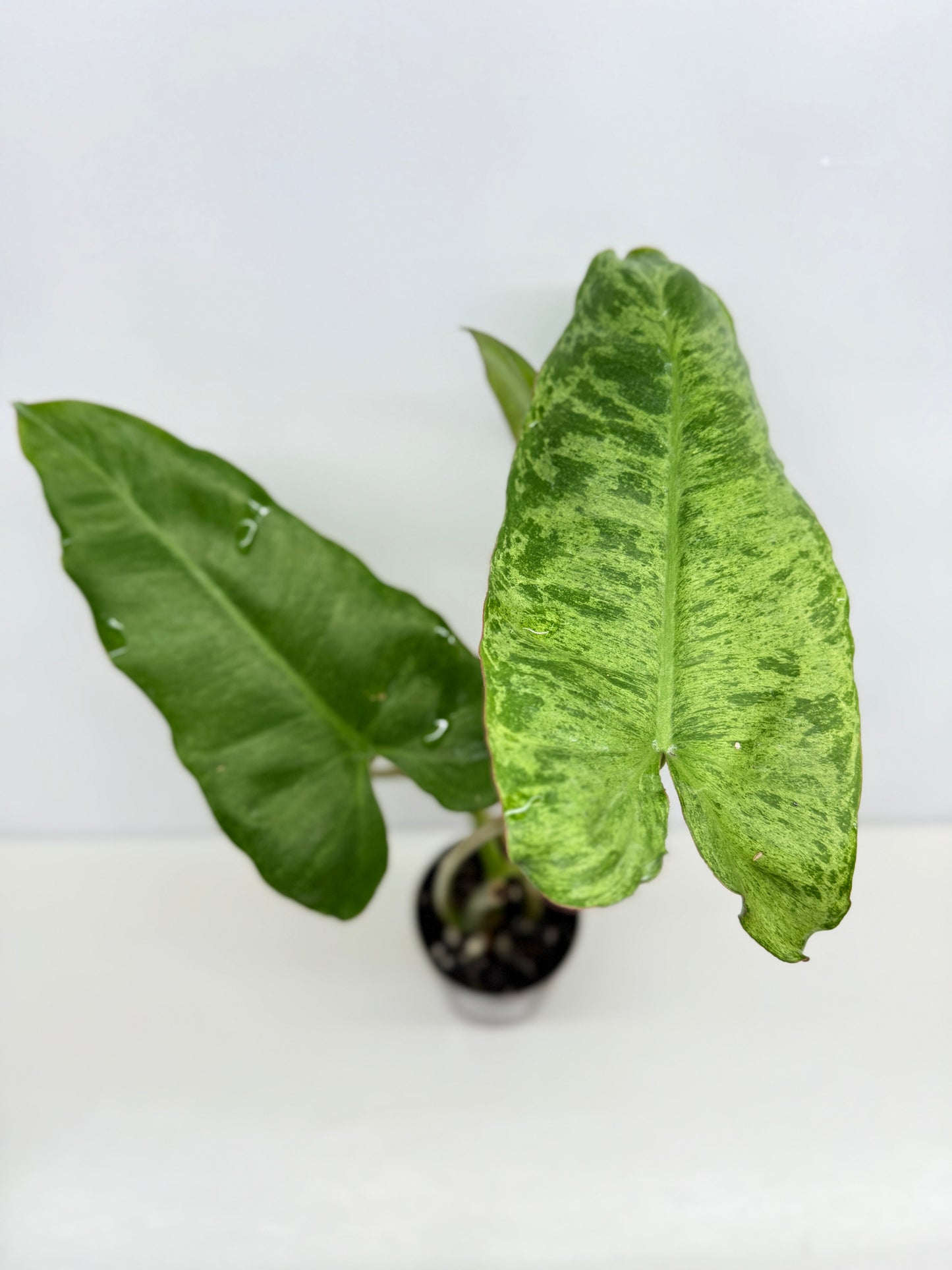 Philodendron Pariso Verde Y75