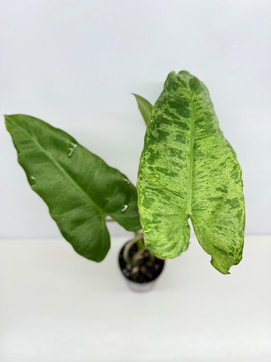 Philodendron Pariso Verde Y75