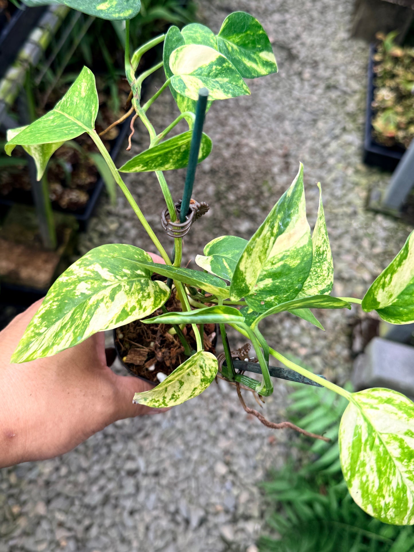 Epipremnum pinnatum 'Yellow Flame' M16
