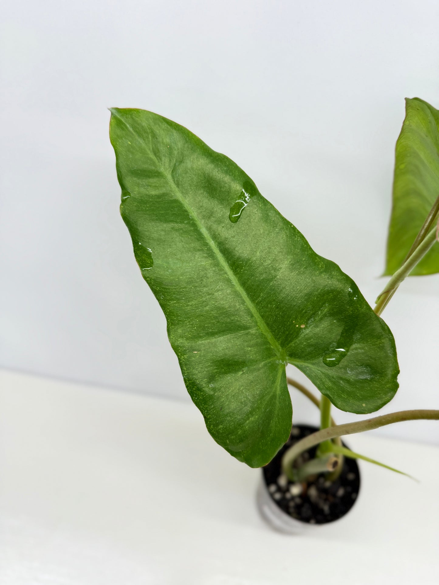 Philodendron Pariso Verde Y75