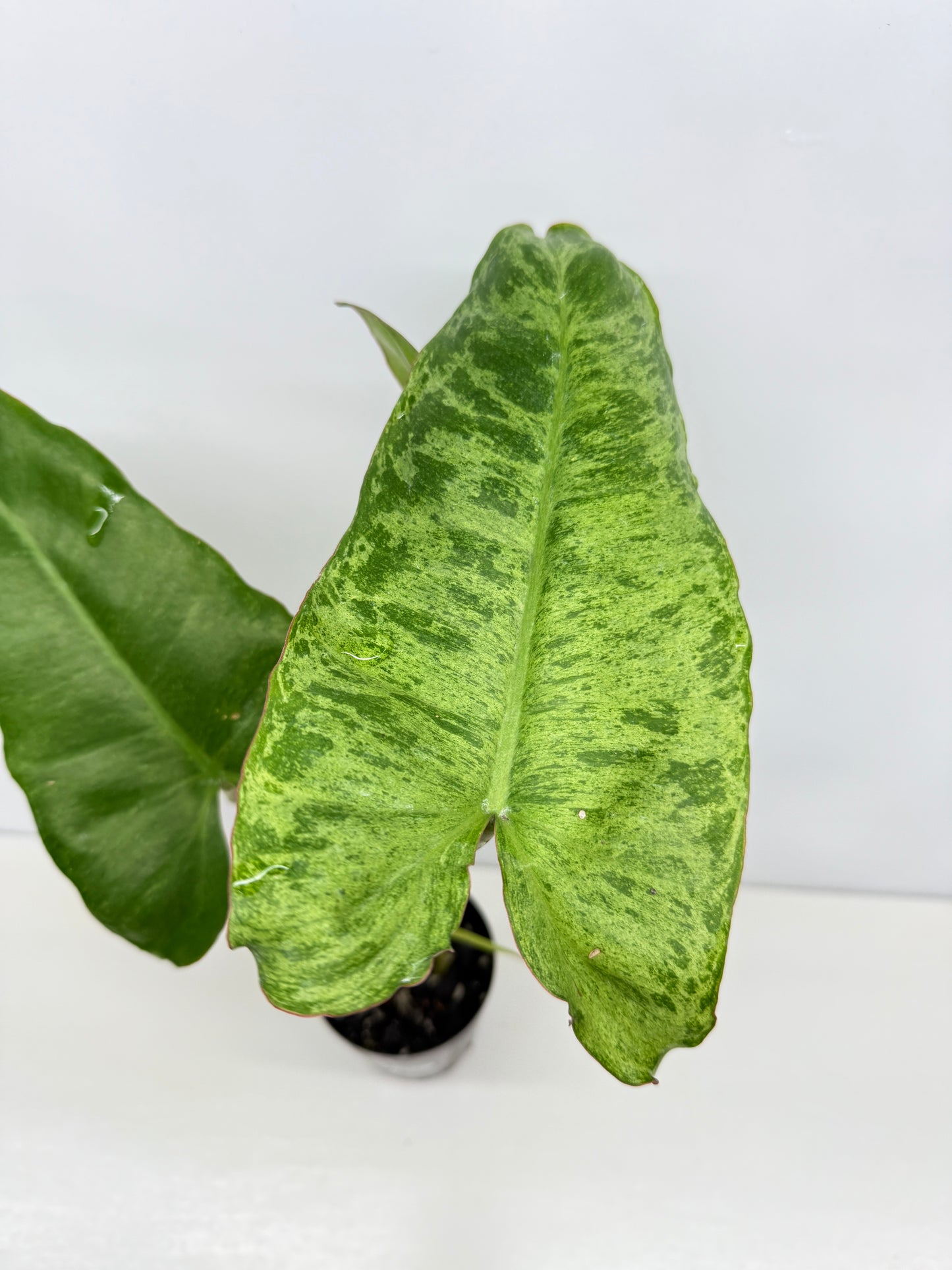 Philodendron Pariso Verde Y75