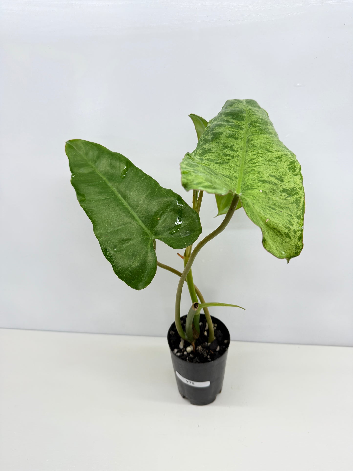 Philodendron Pariso Verde Y75