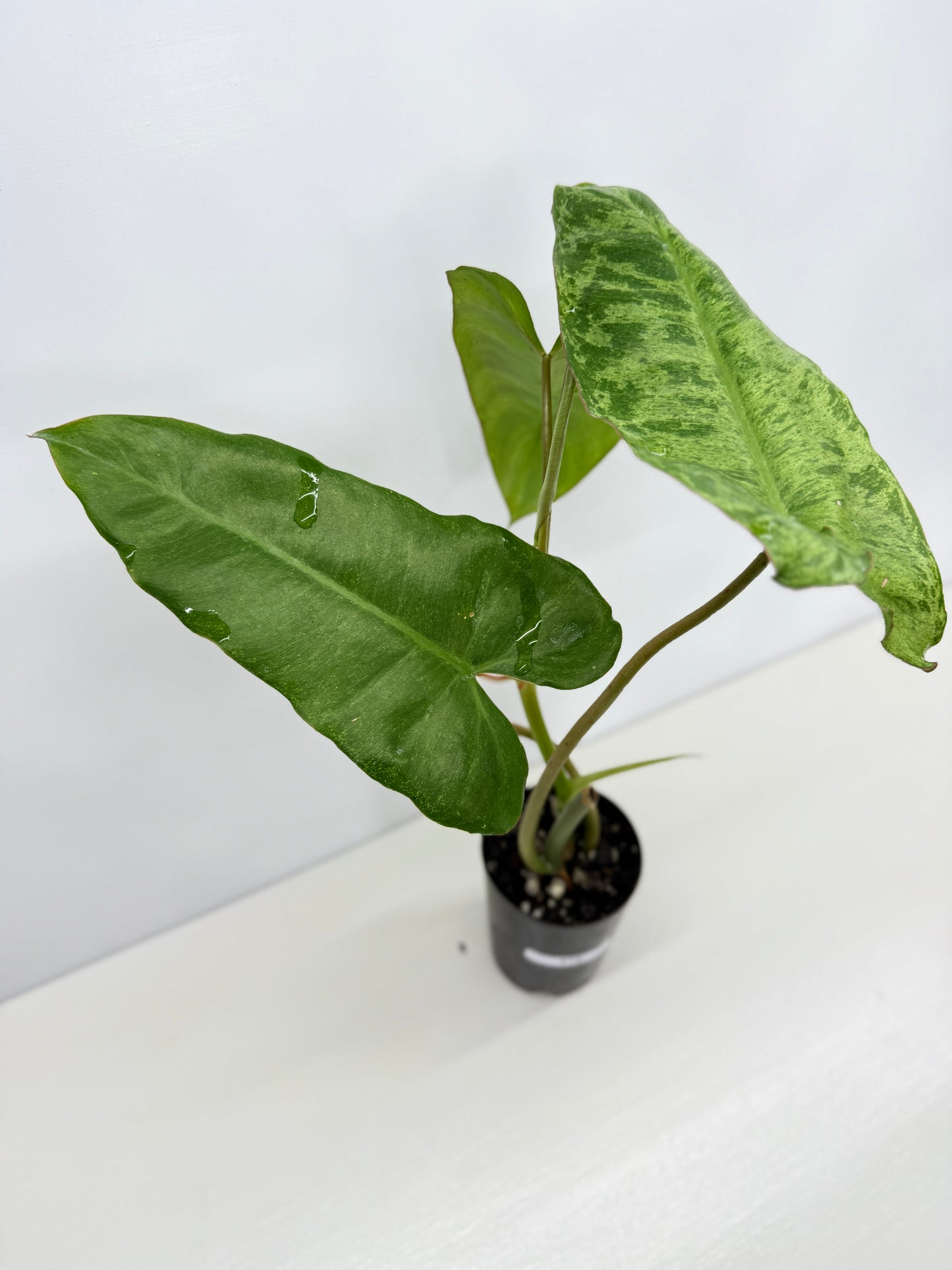 Philodendron Pariso Verde Y75